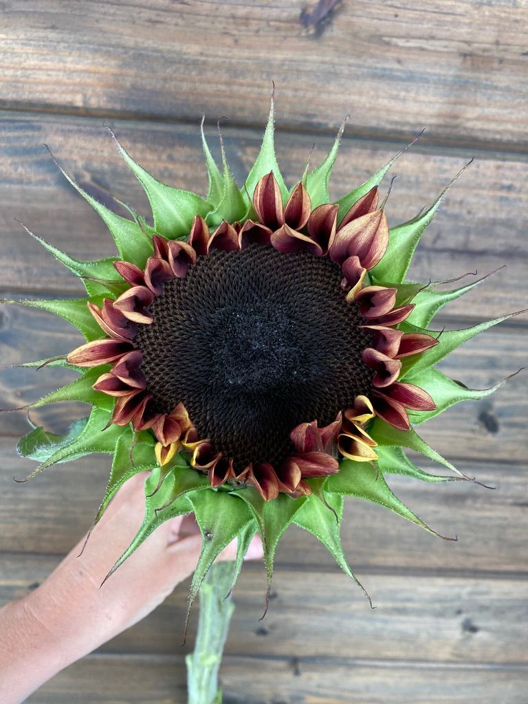 HELIANTHUS annuus ProCut