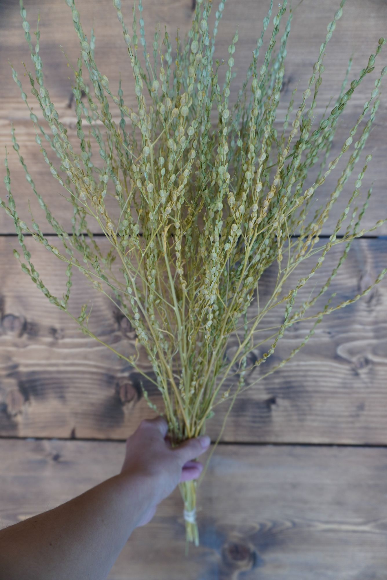 LEPIDIUM sativum