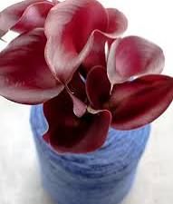 ZANTEDESCHIA x Santiago