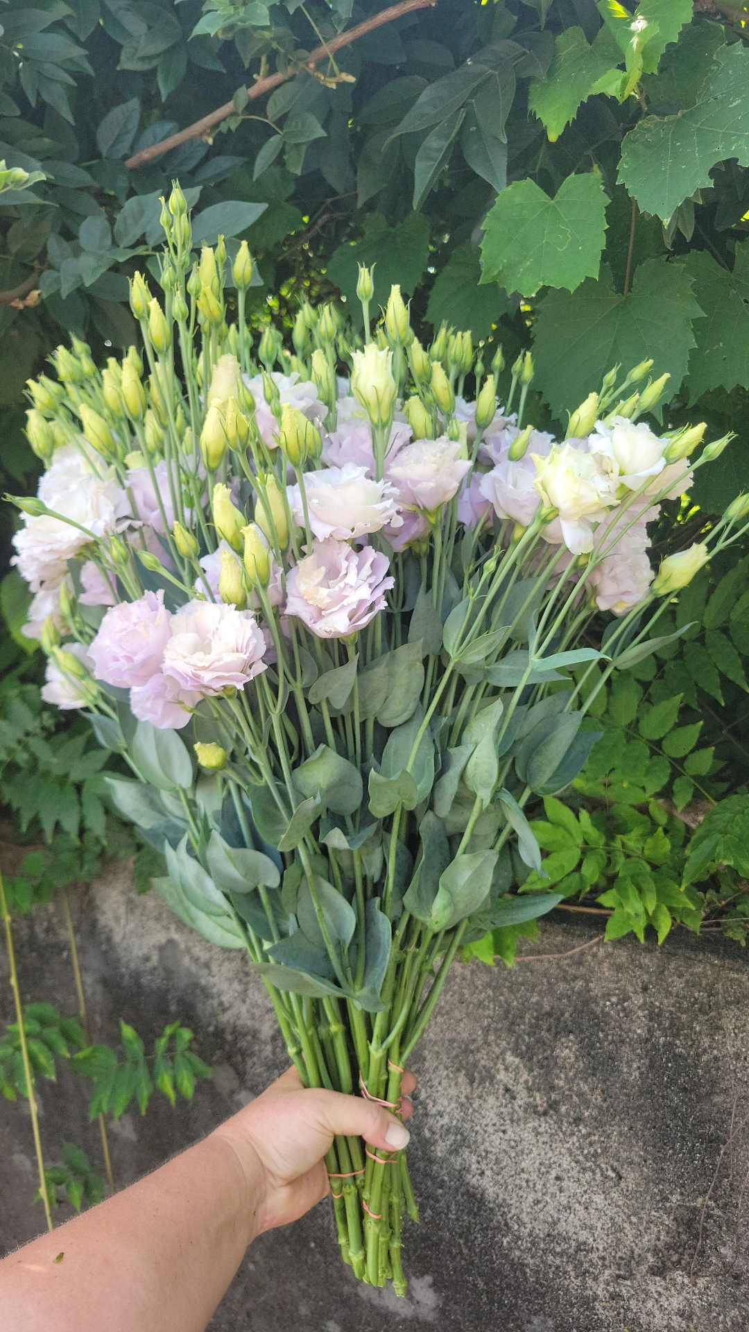 EUSTOMA grandiflorum Megalo Lavender