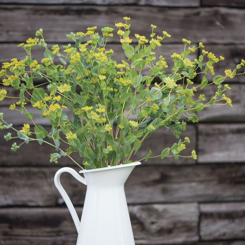 BUPLEURUM griffithii Green Gold