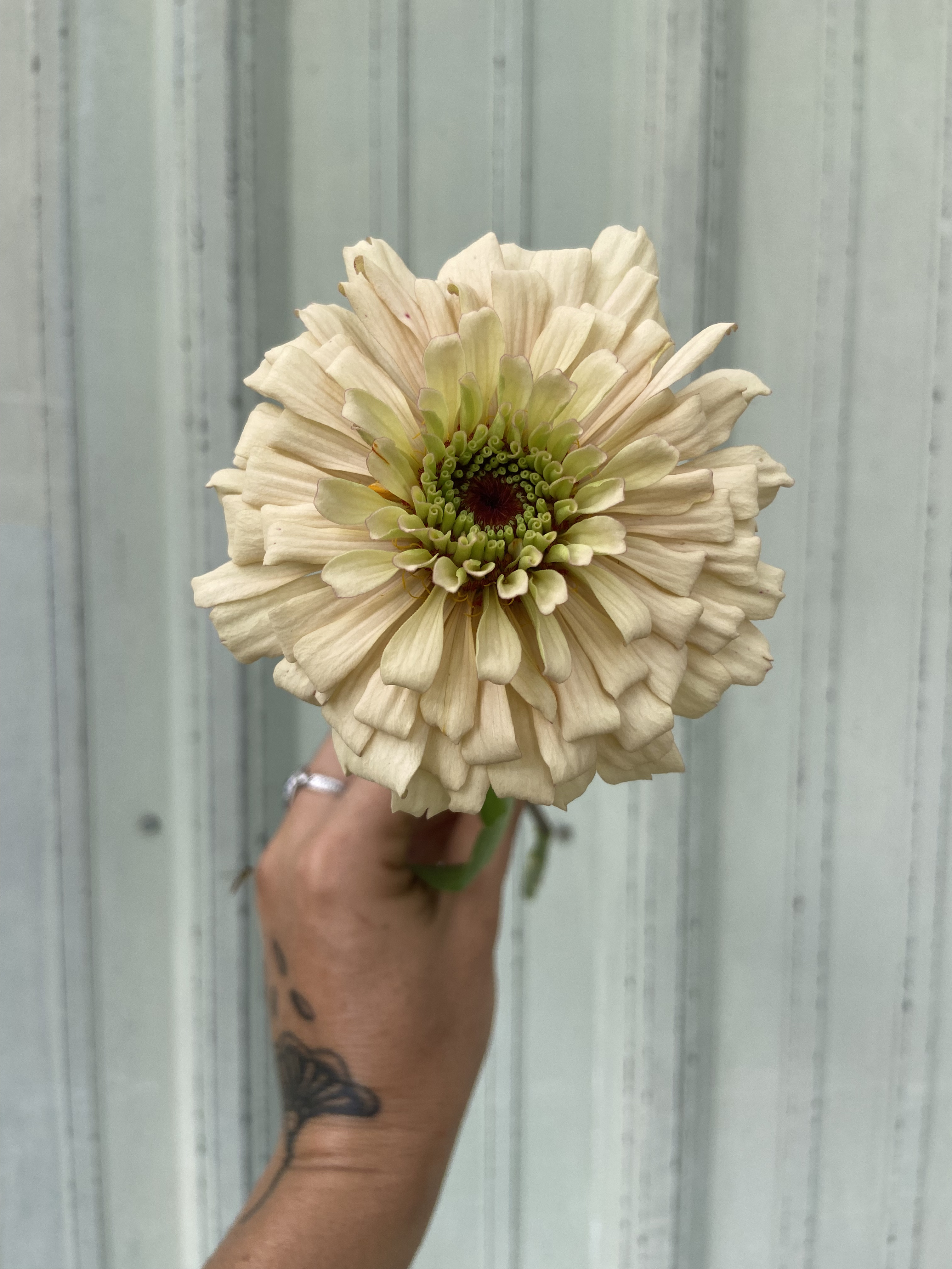 ZINNIA elegans Linen