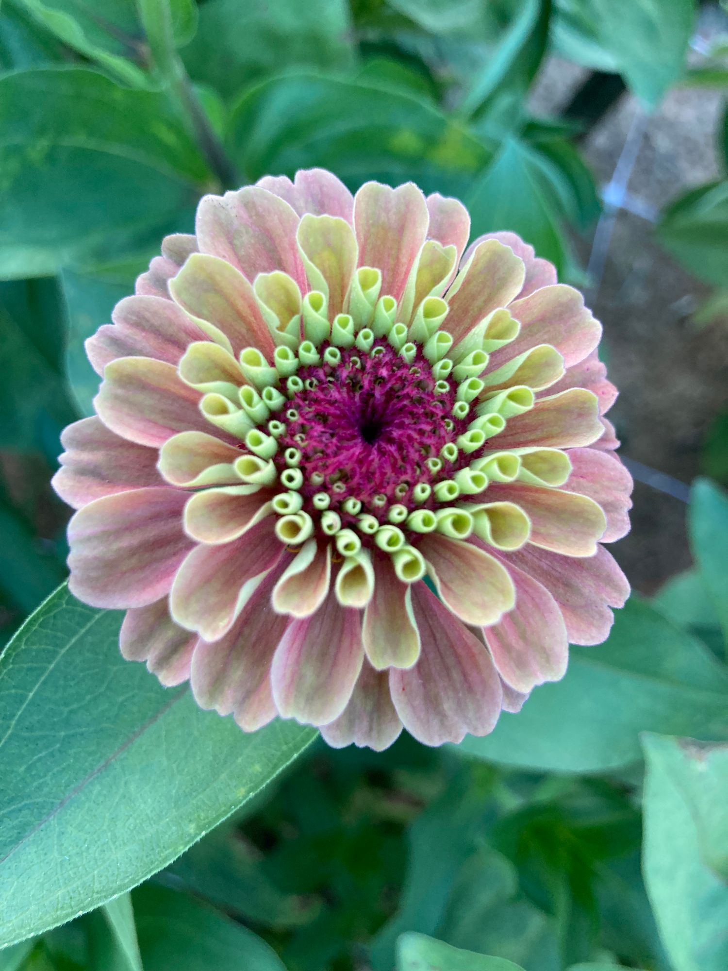 ZINNIA elegans Queen Lime Orange