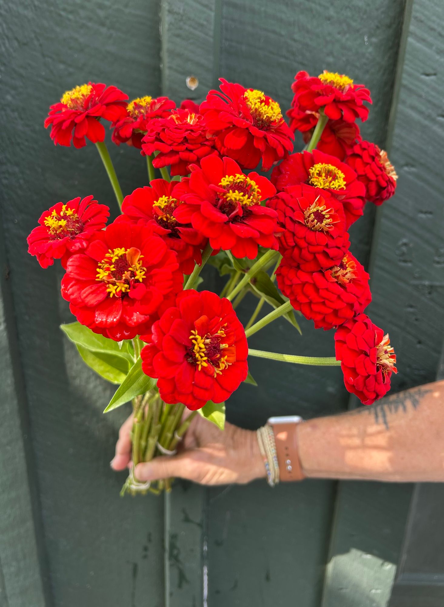 ZINNIA elegans Oklahoma Series