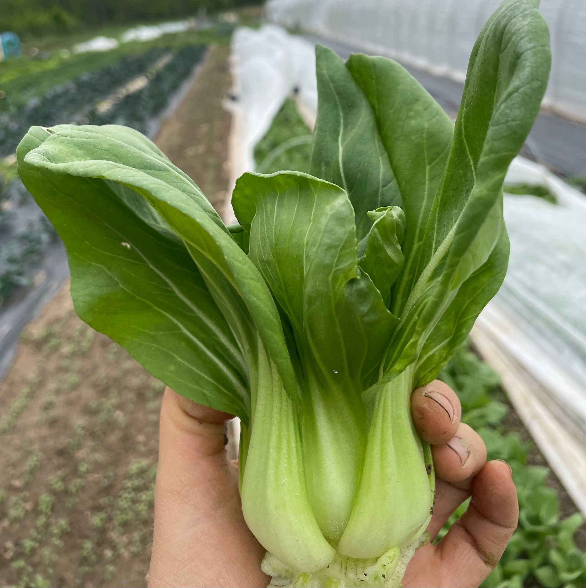 Bok Choy, Baby