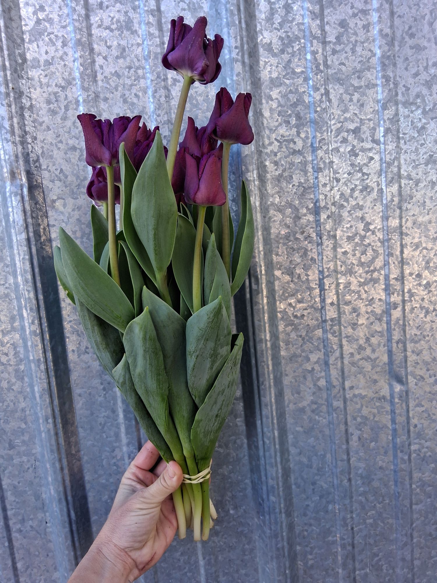 TULIPA Negrita