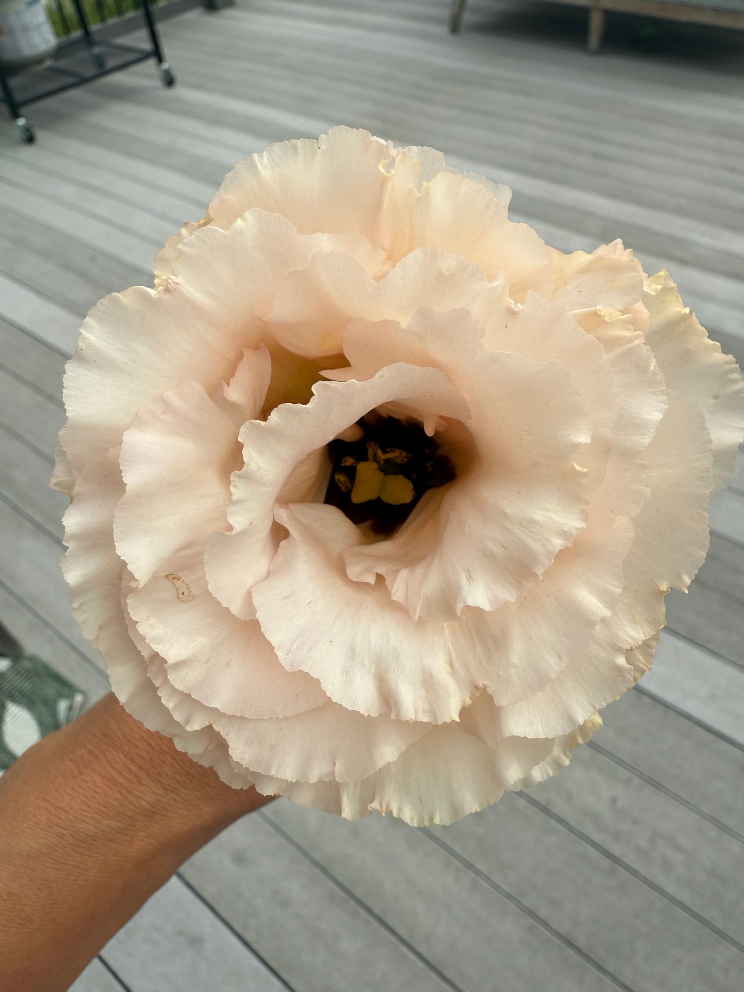 EUSTOMA grandiflorum Super Magic