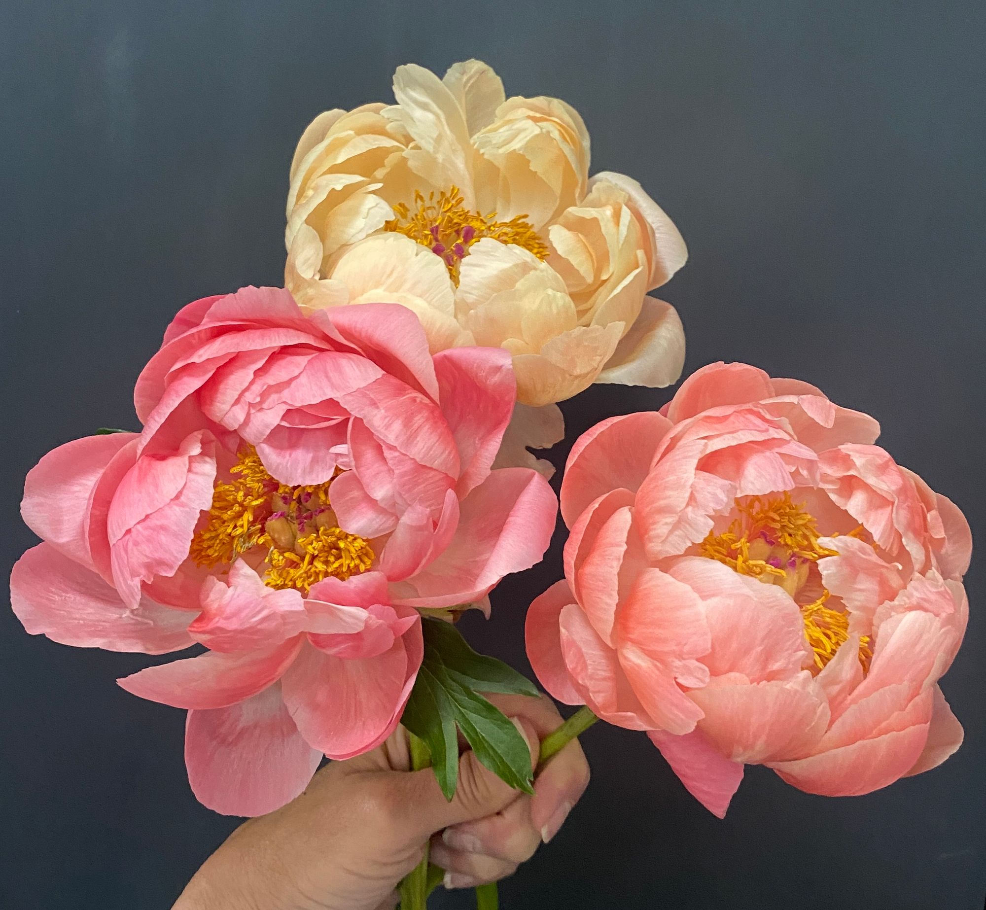 PAEONIA lactiflora Coral Charm