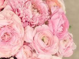 RANUNCULUS Elegance Rosa