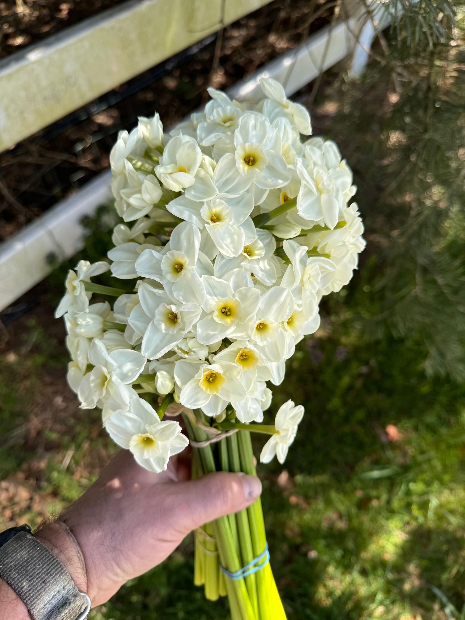 NARCISSUS Nickleodeon