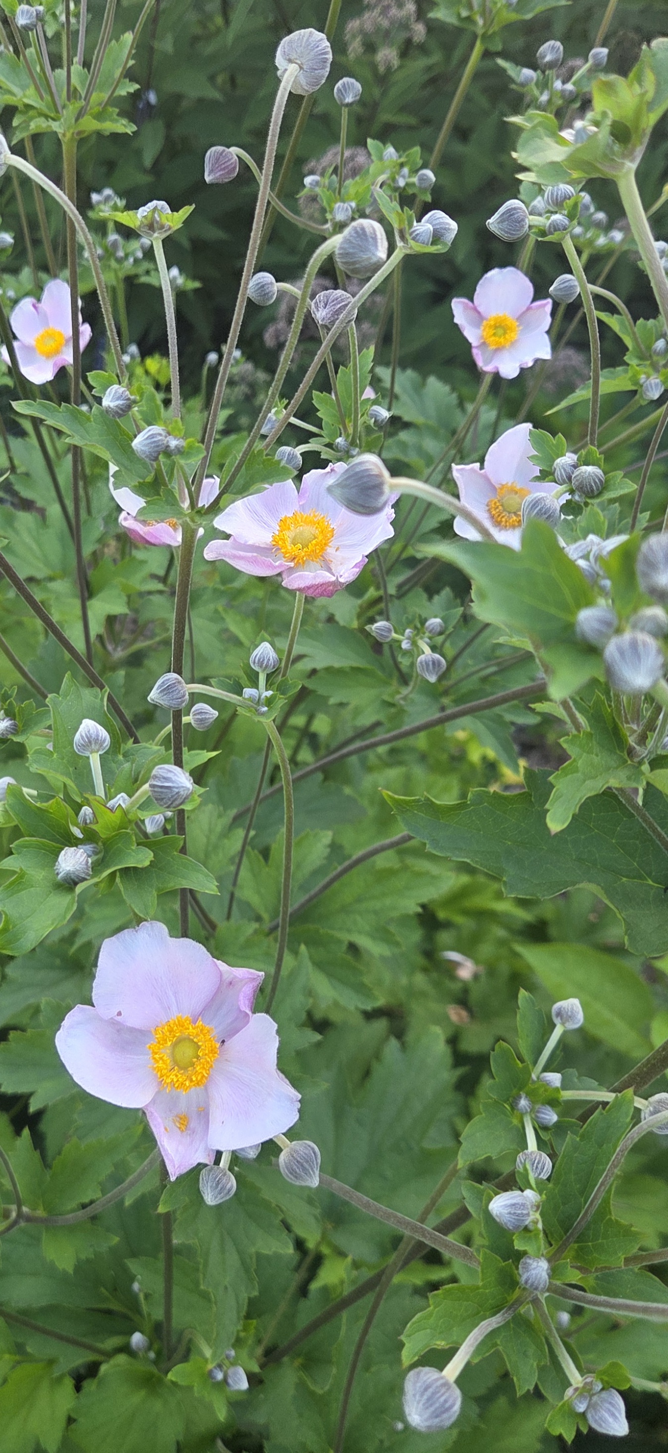 ANEMONE x tomentosa Robustissima