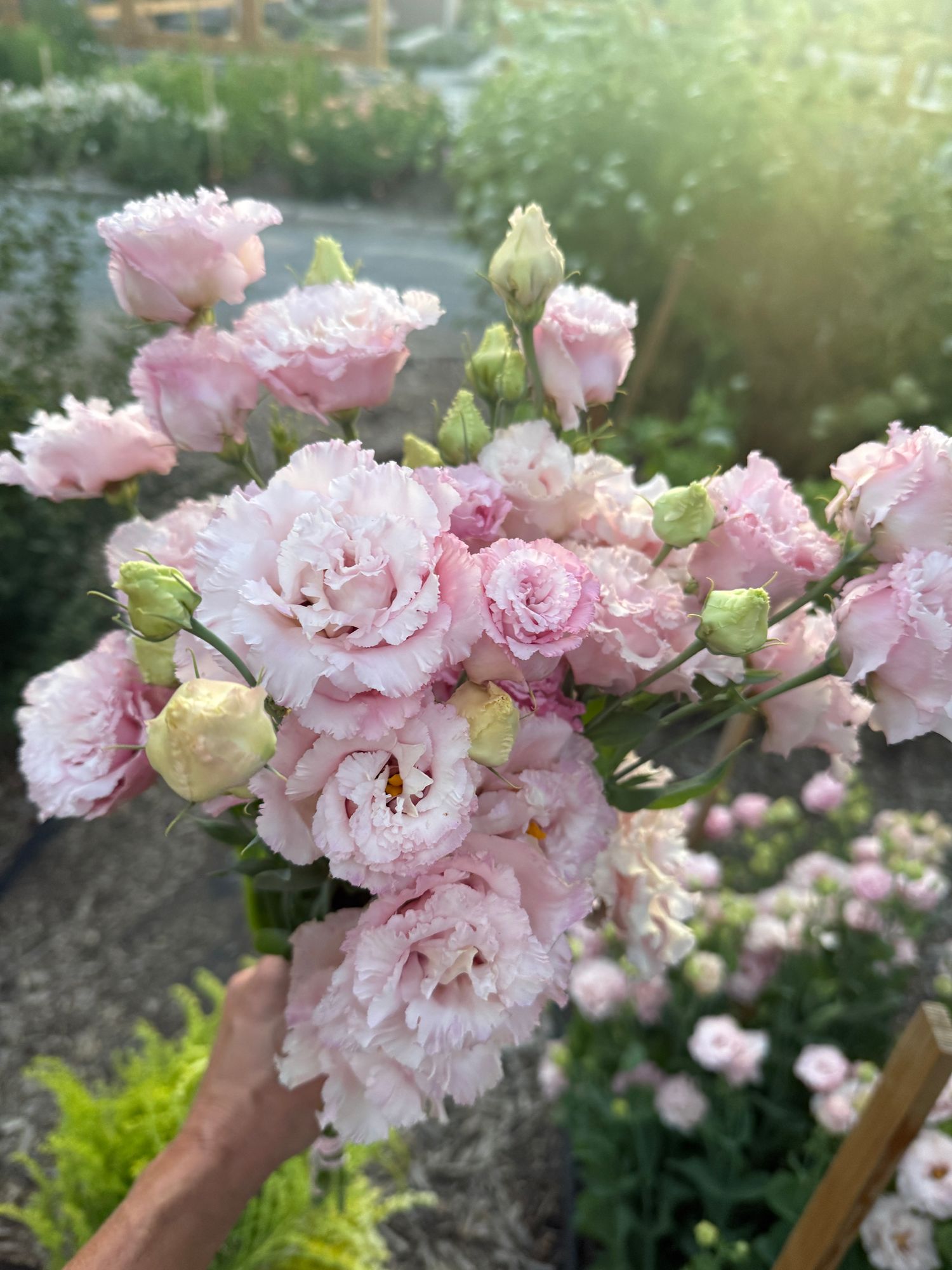 EUSTOMA grandiflorum Celeb Extra Pink