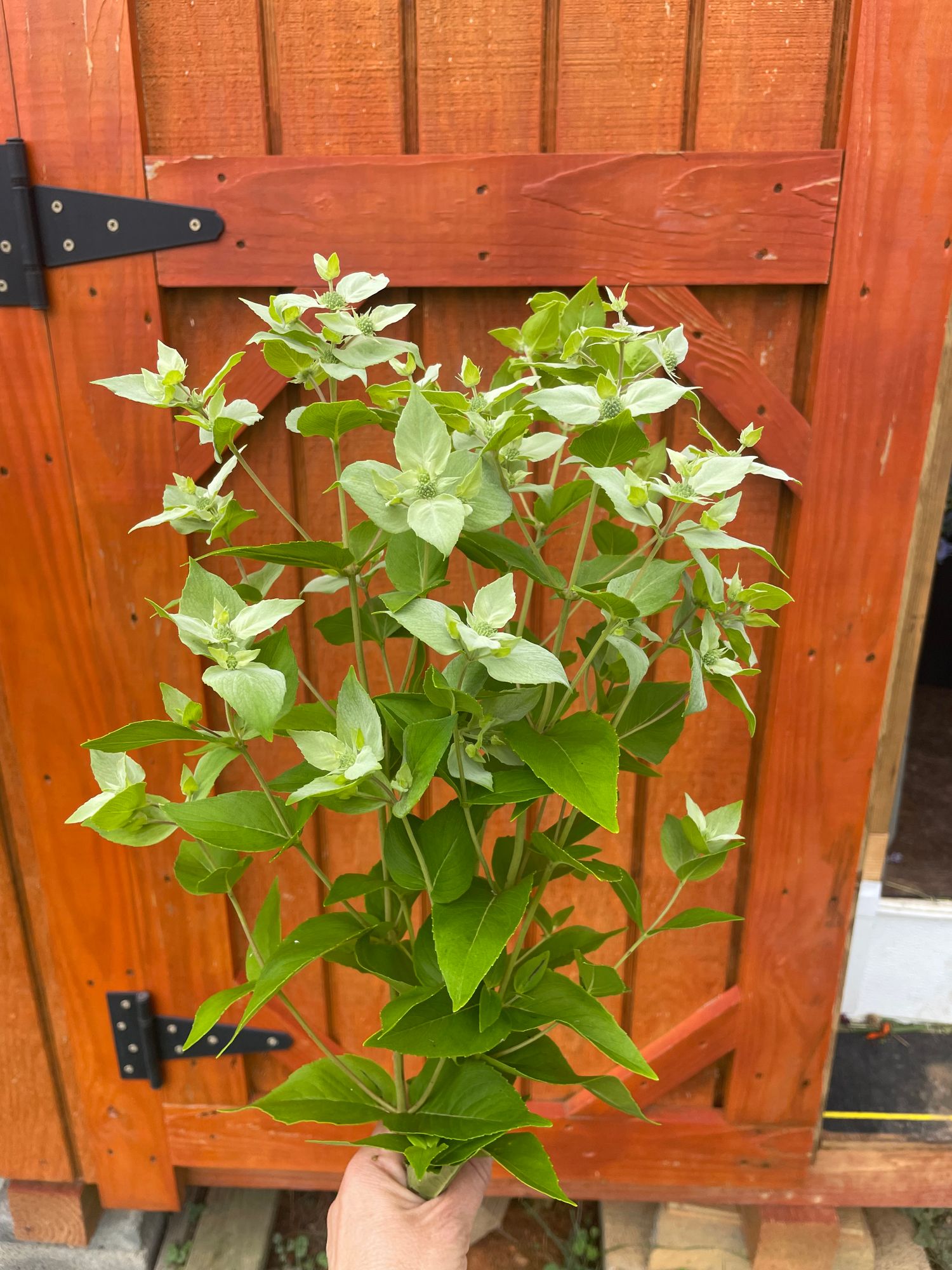 PYCNANTHEMUM muticum