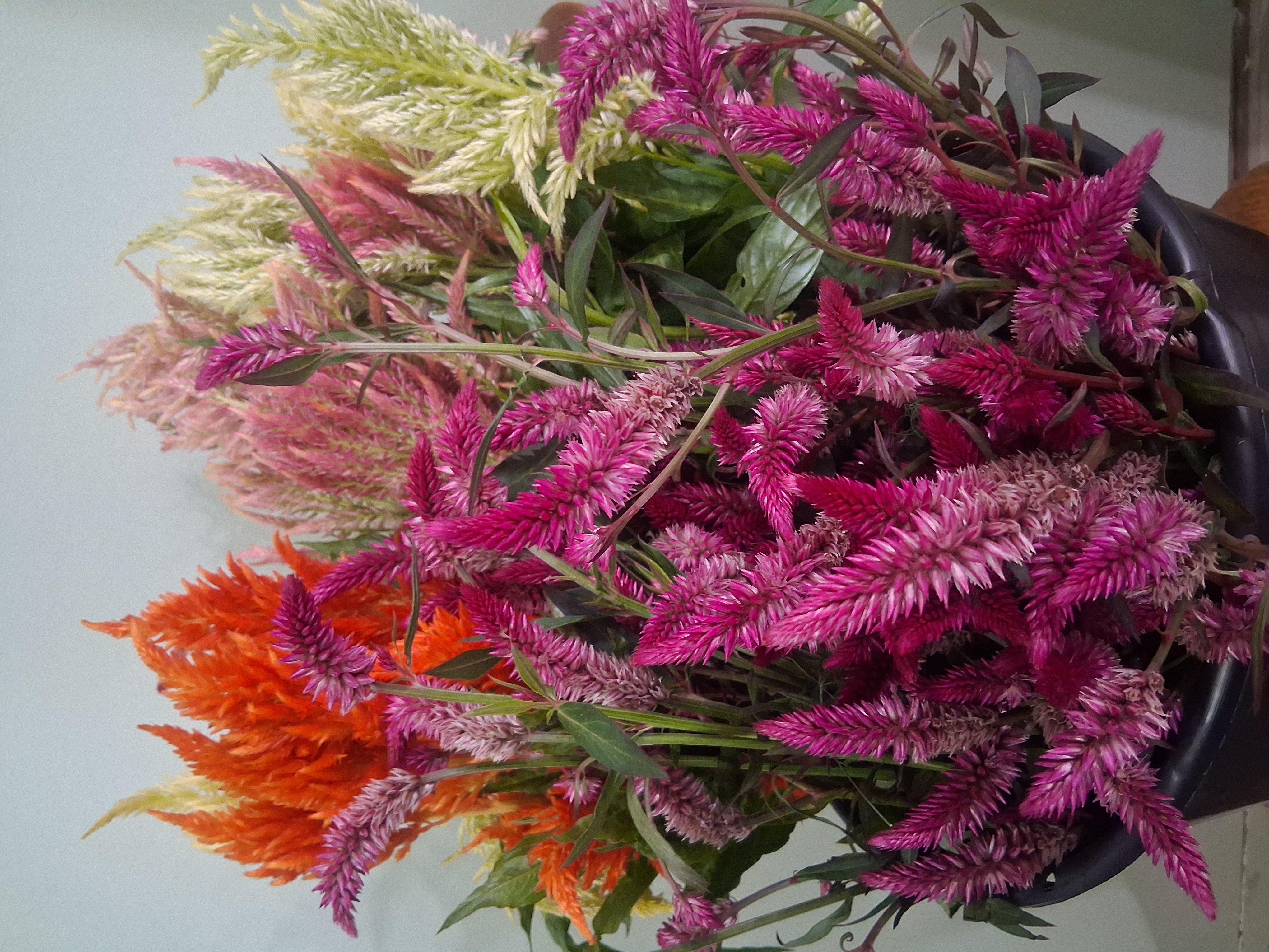 Mixed Celosia Bucket