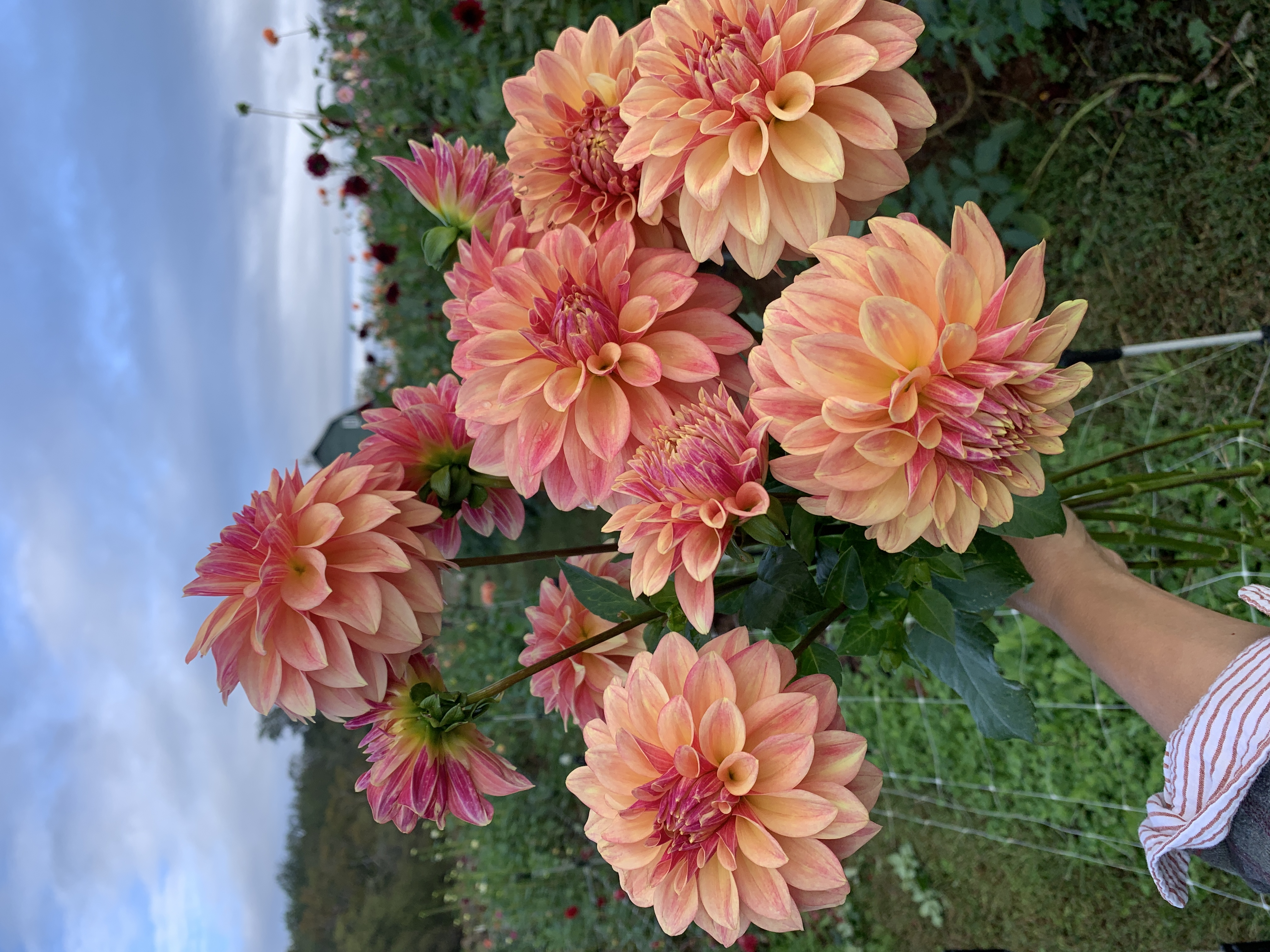 DAHLIA Miss Amara
