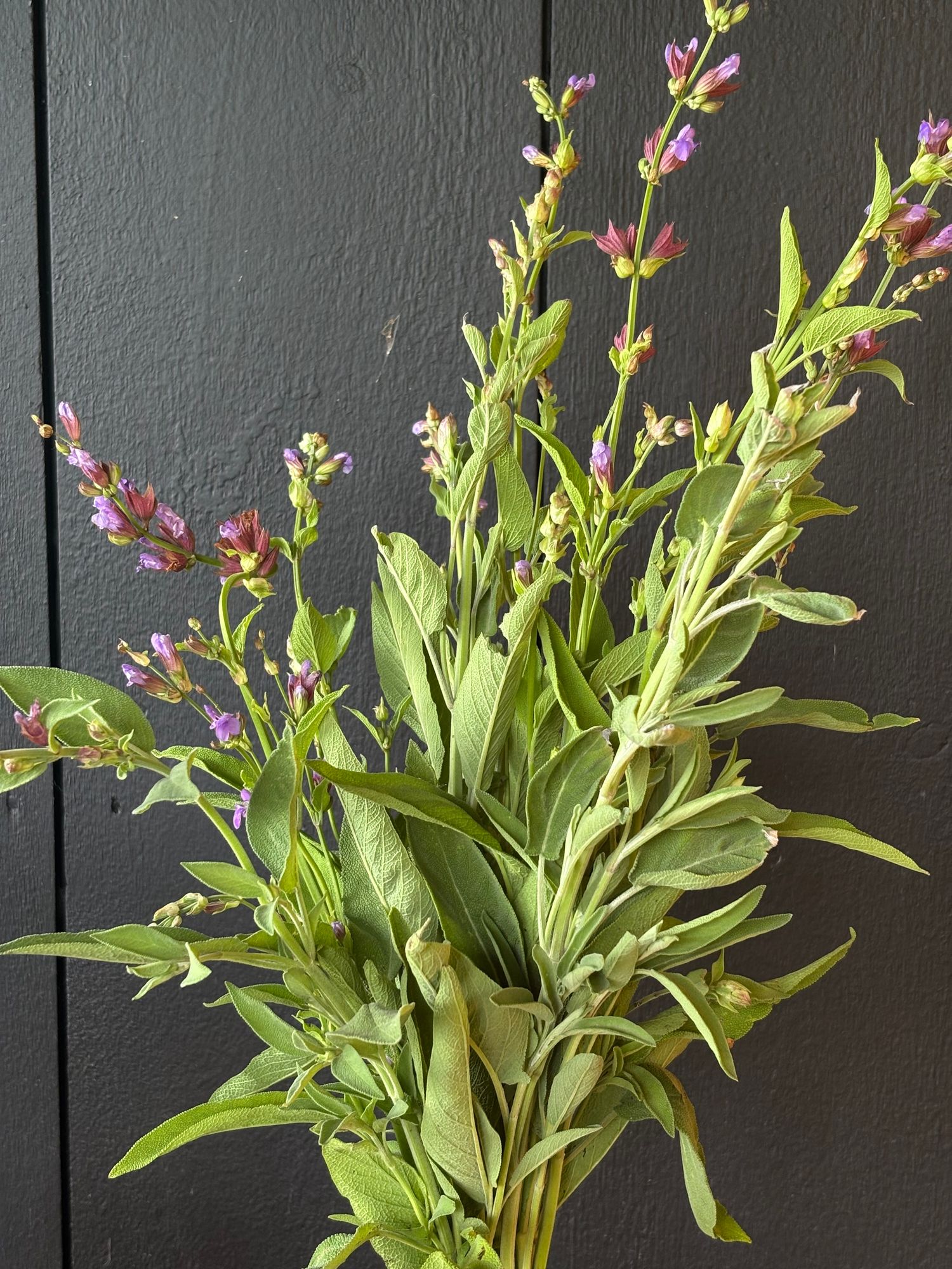 SALVIA officinalis