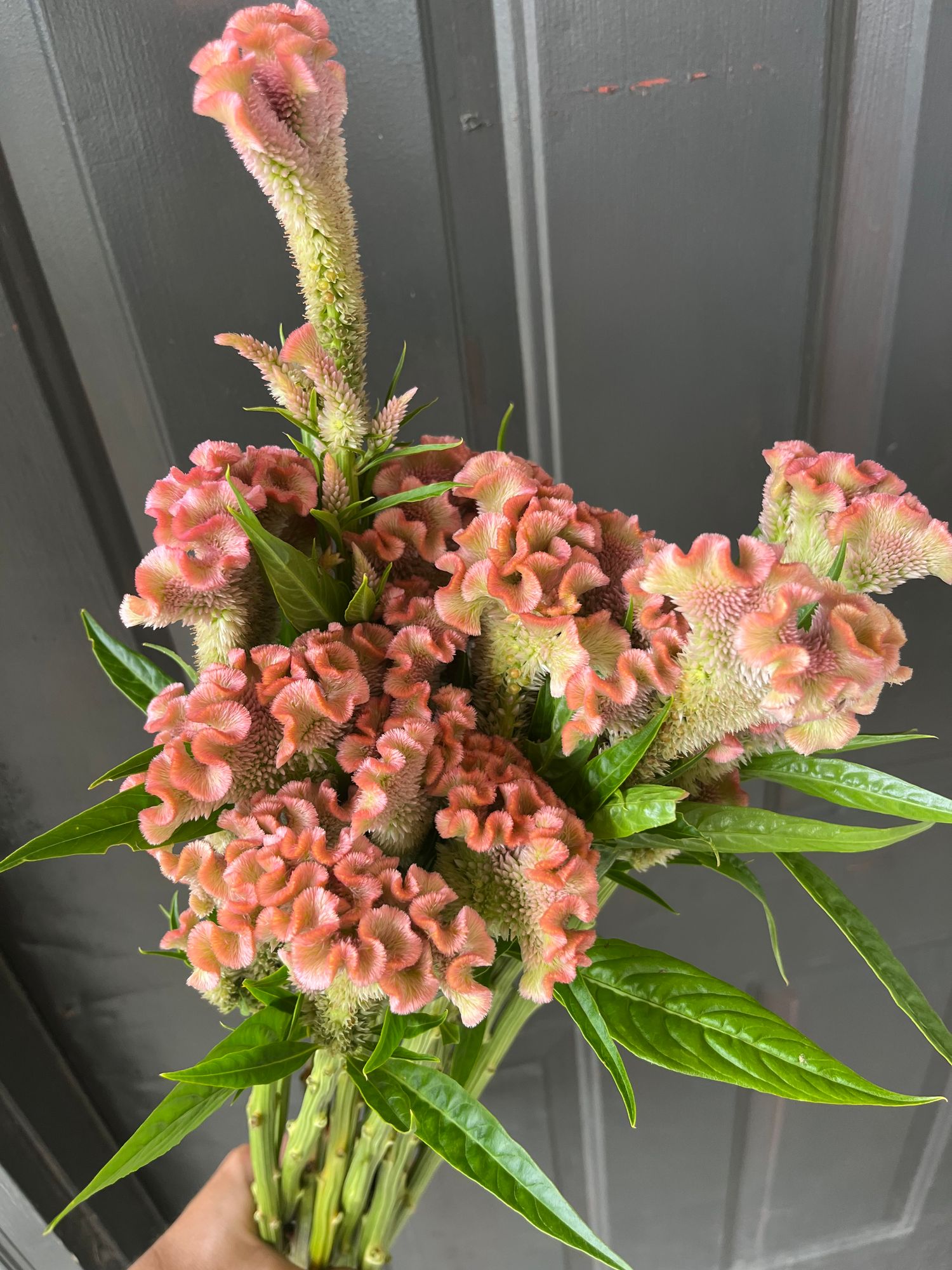 CELOSIA argentea var. cristata Delhi Pearl