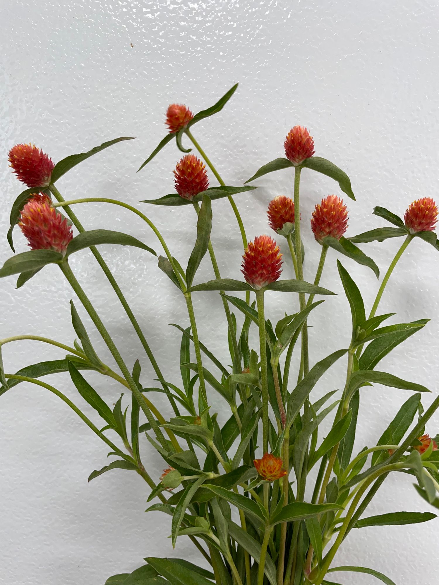 GOMPHRENA globosa