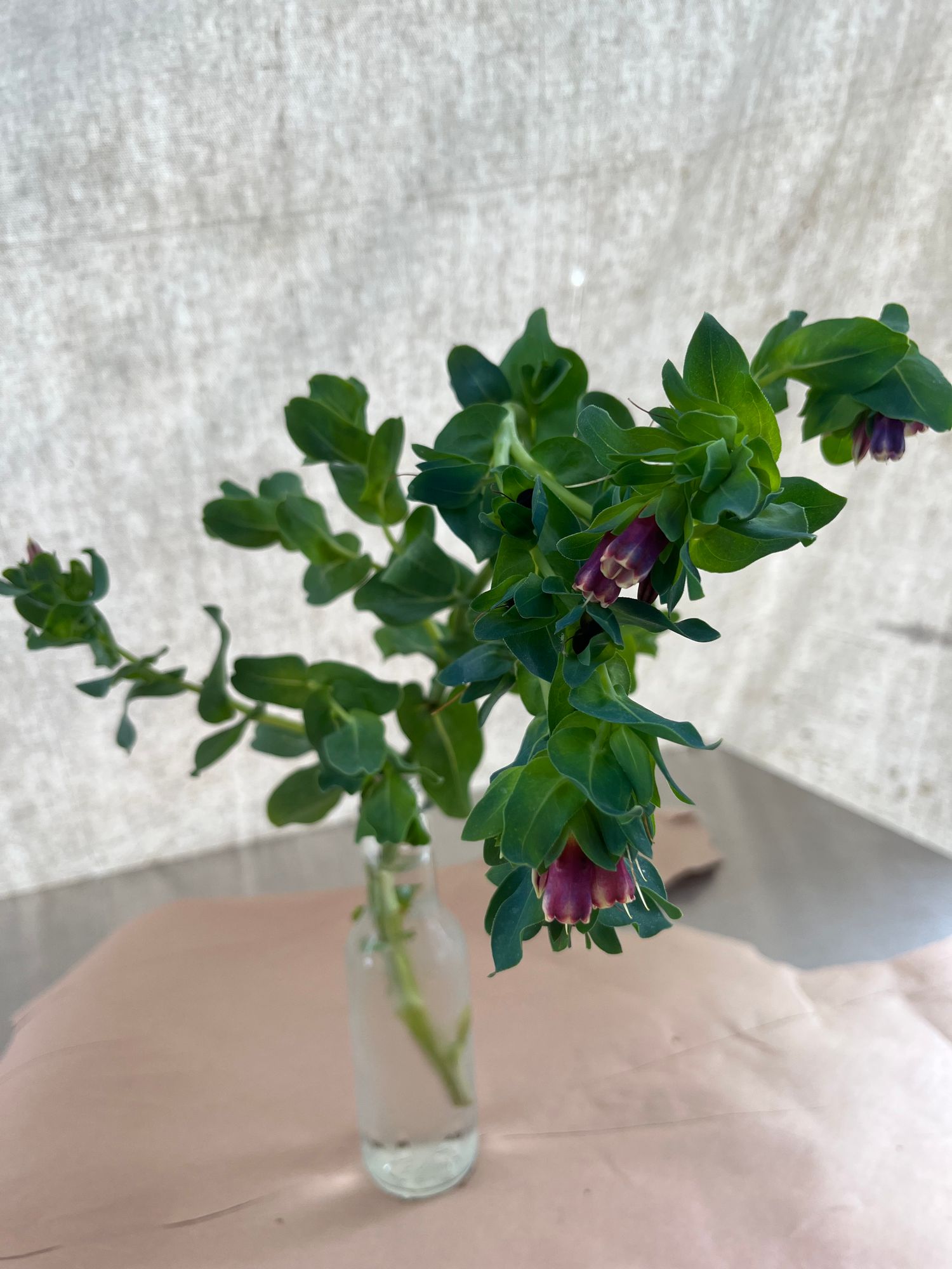 CERINTHE major Purpurascens