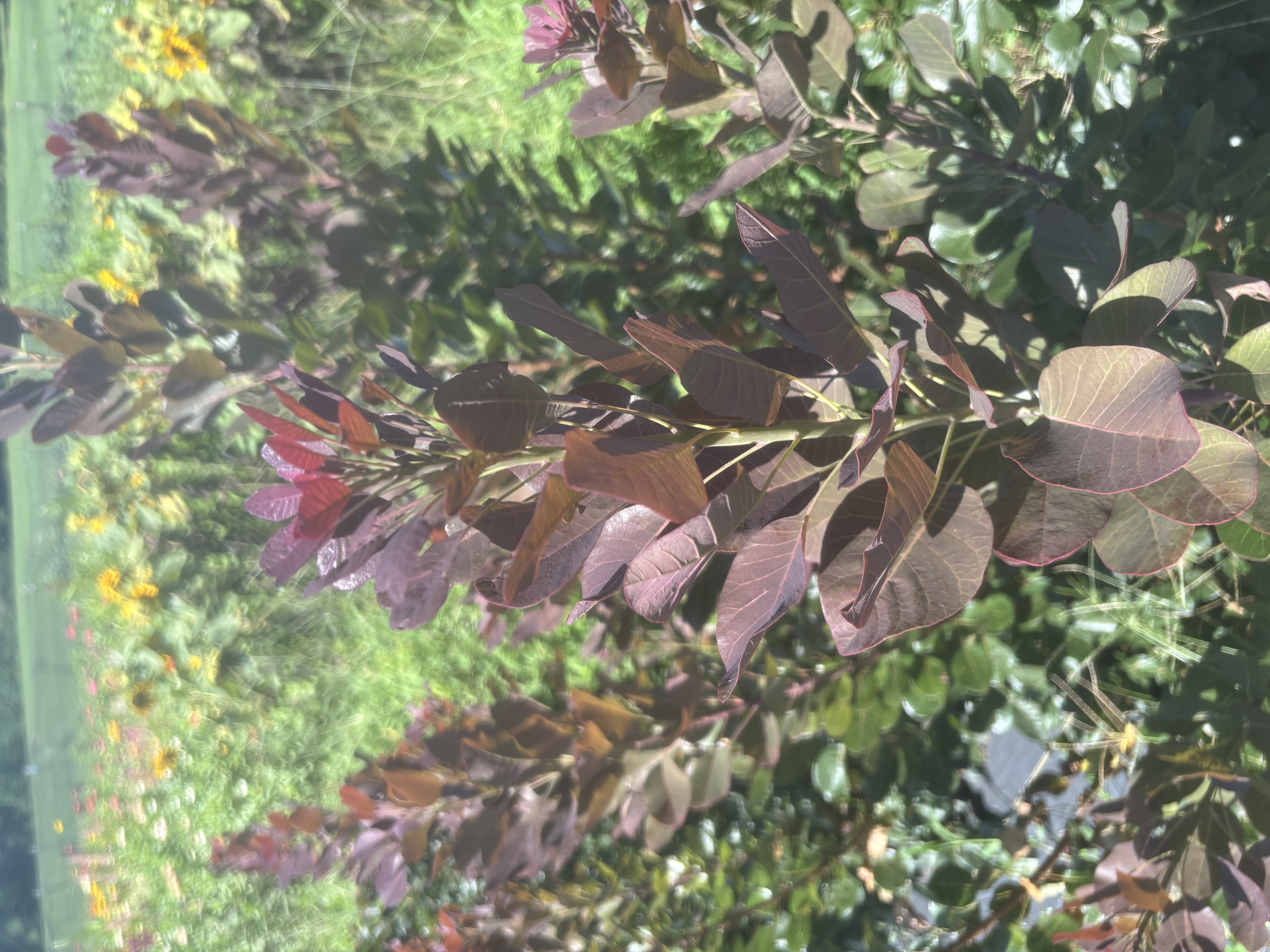 COTINUS coggygria