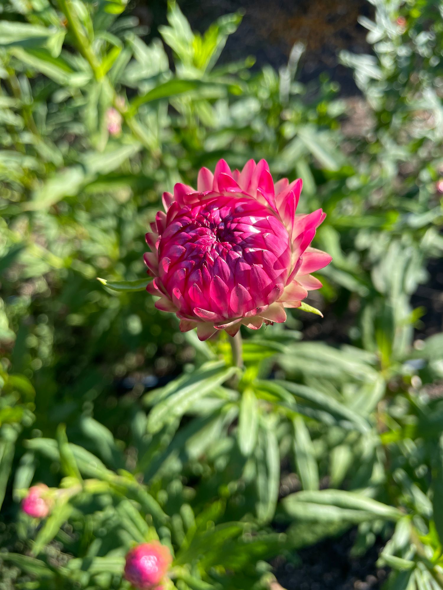 XEROCHRYSUM bracteatum King Size Raspberry Rose