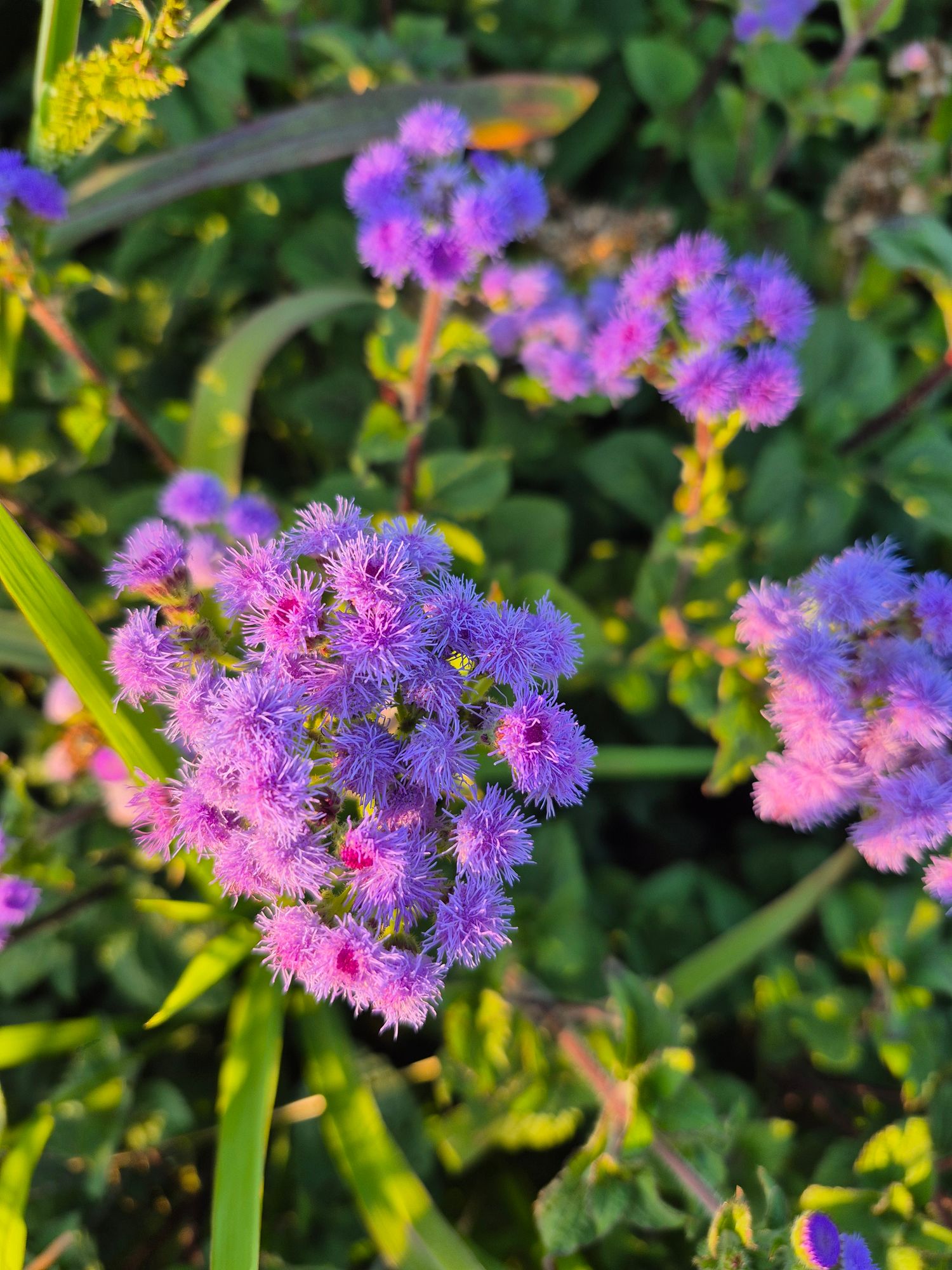 AGERATUM houstonianum Blue Horizon