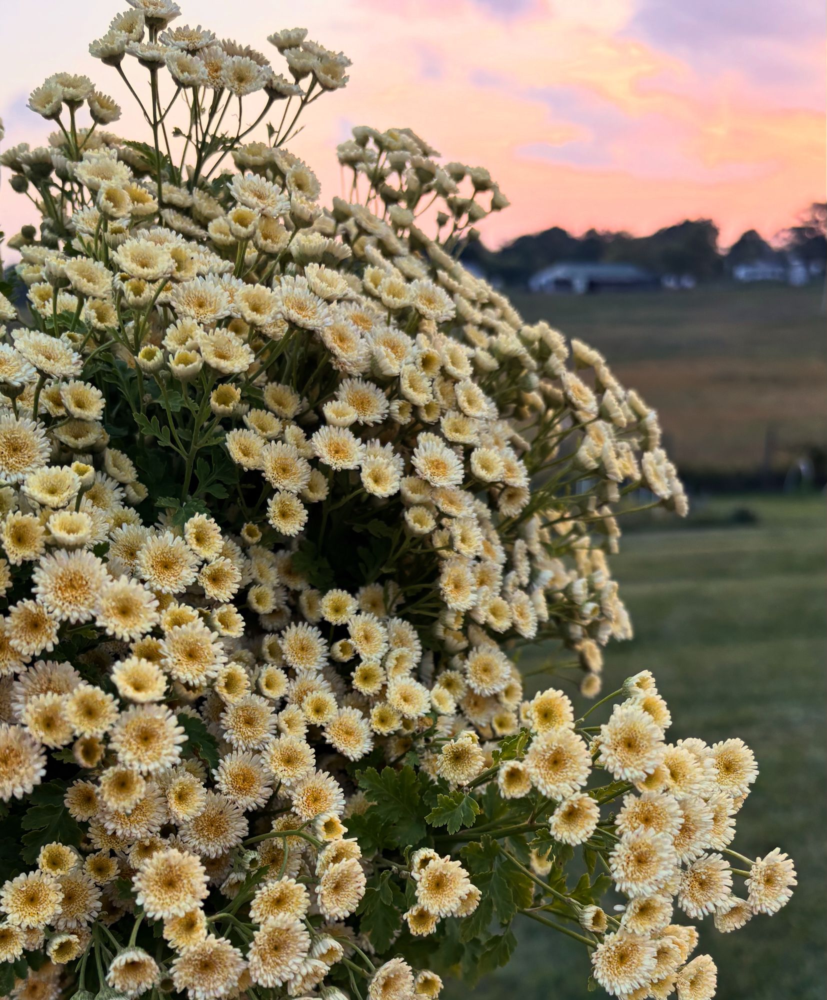 TANACETUM parthenium Orinoco