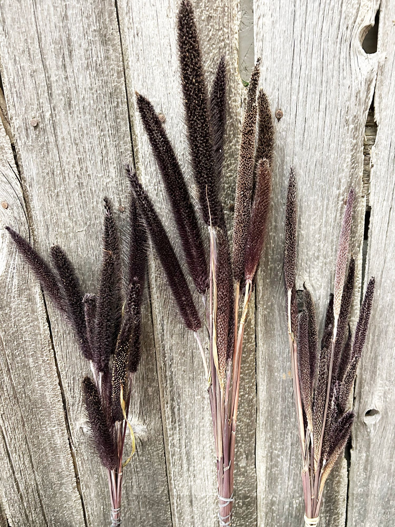 PENNISETUM glaucum Purple Majesty