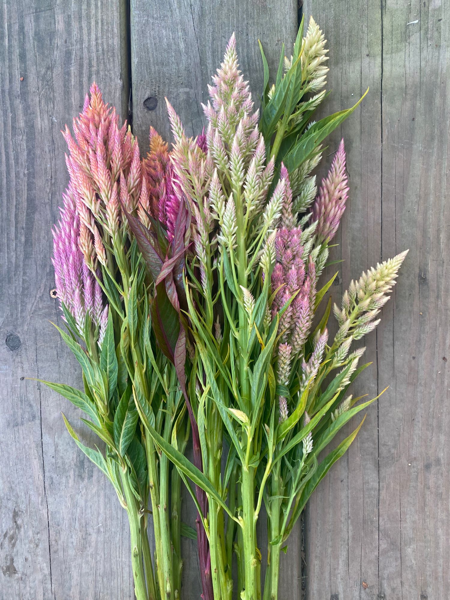 CELOSIA argentea var. plumosa Pampas Plume
