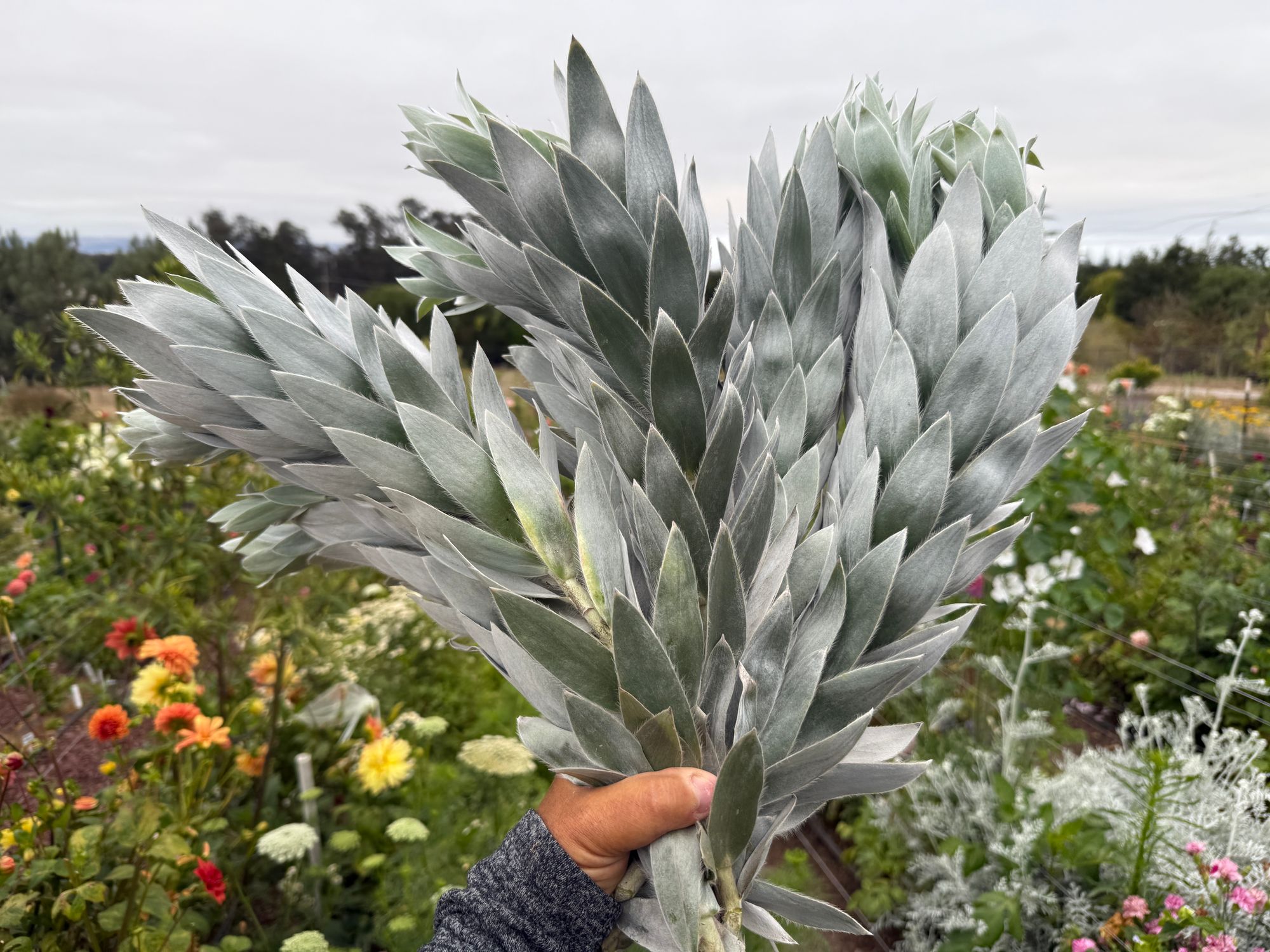 Leucadendrum silver Argenta
