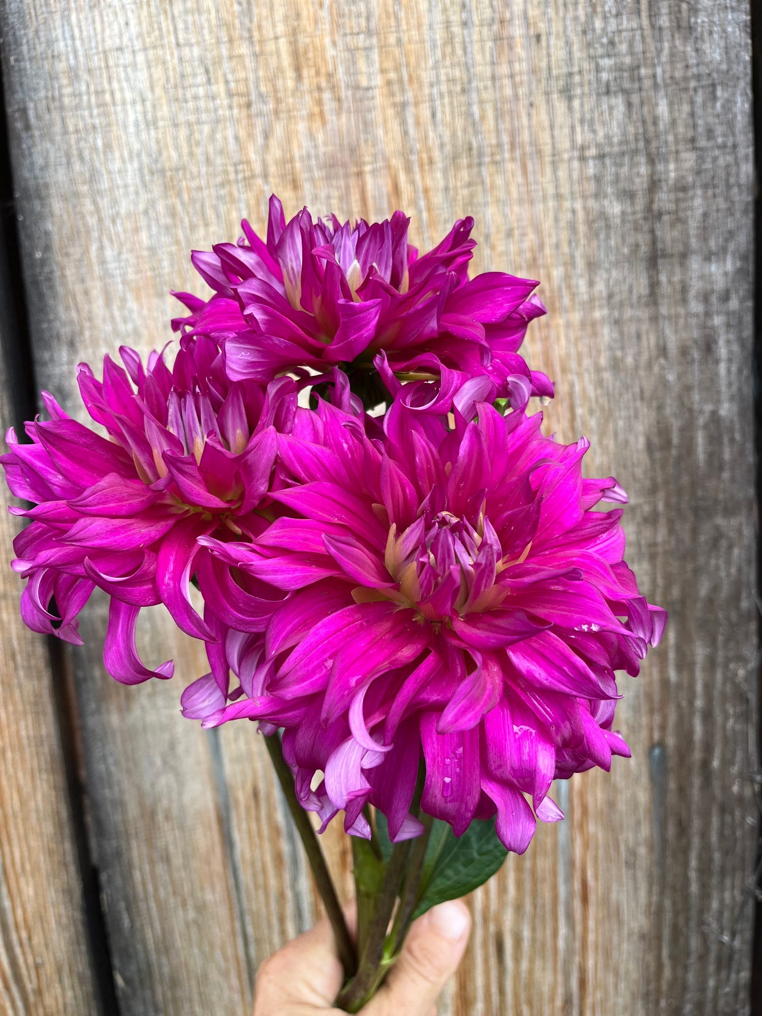 DAHLIA I'm A Hottie