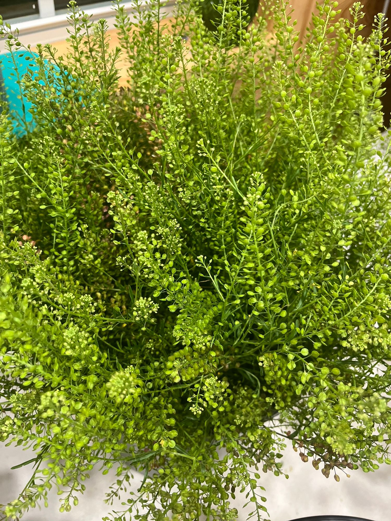 LEPIDIUM spp. Green Dragon