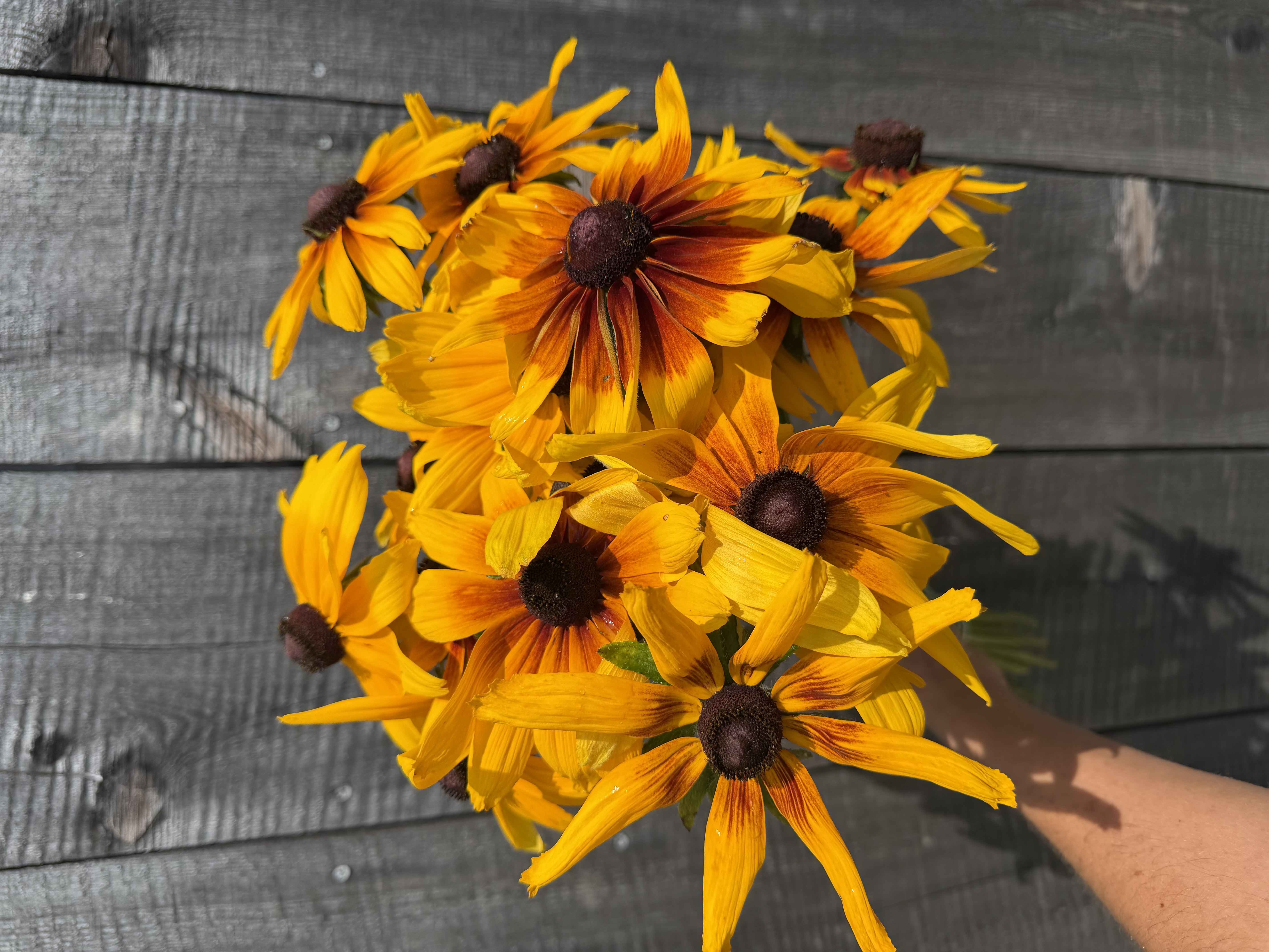 RUDBECKIA hirta Autumn Colors