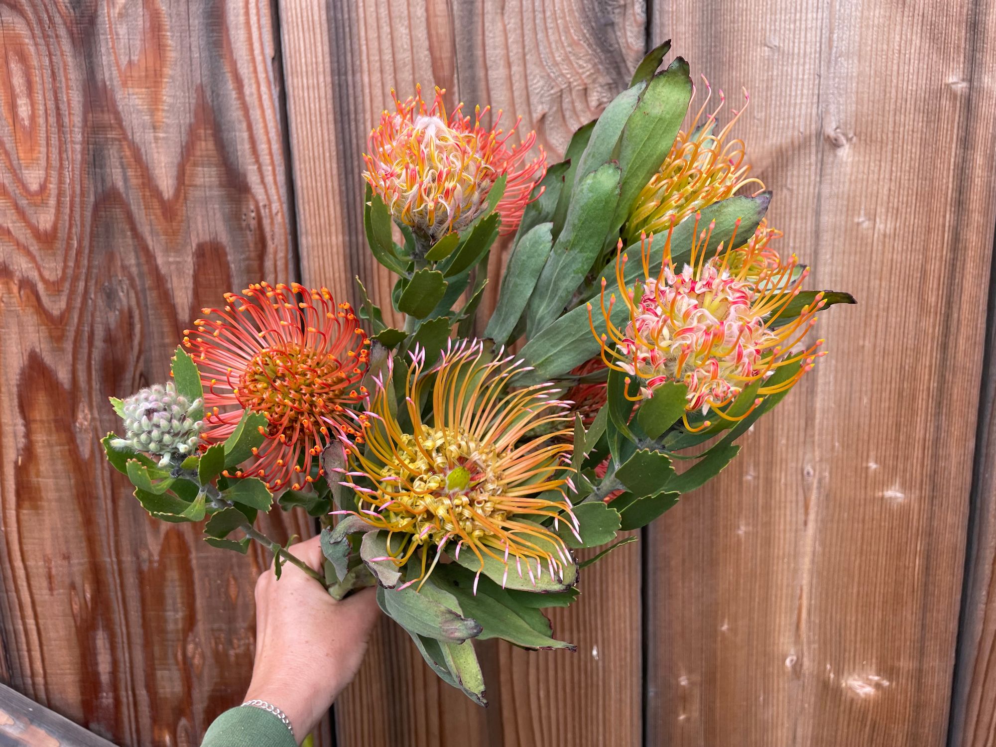 LEUCOSPERMUM