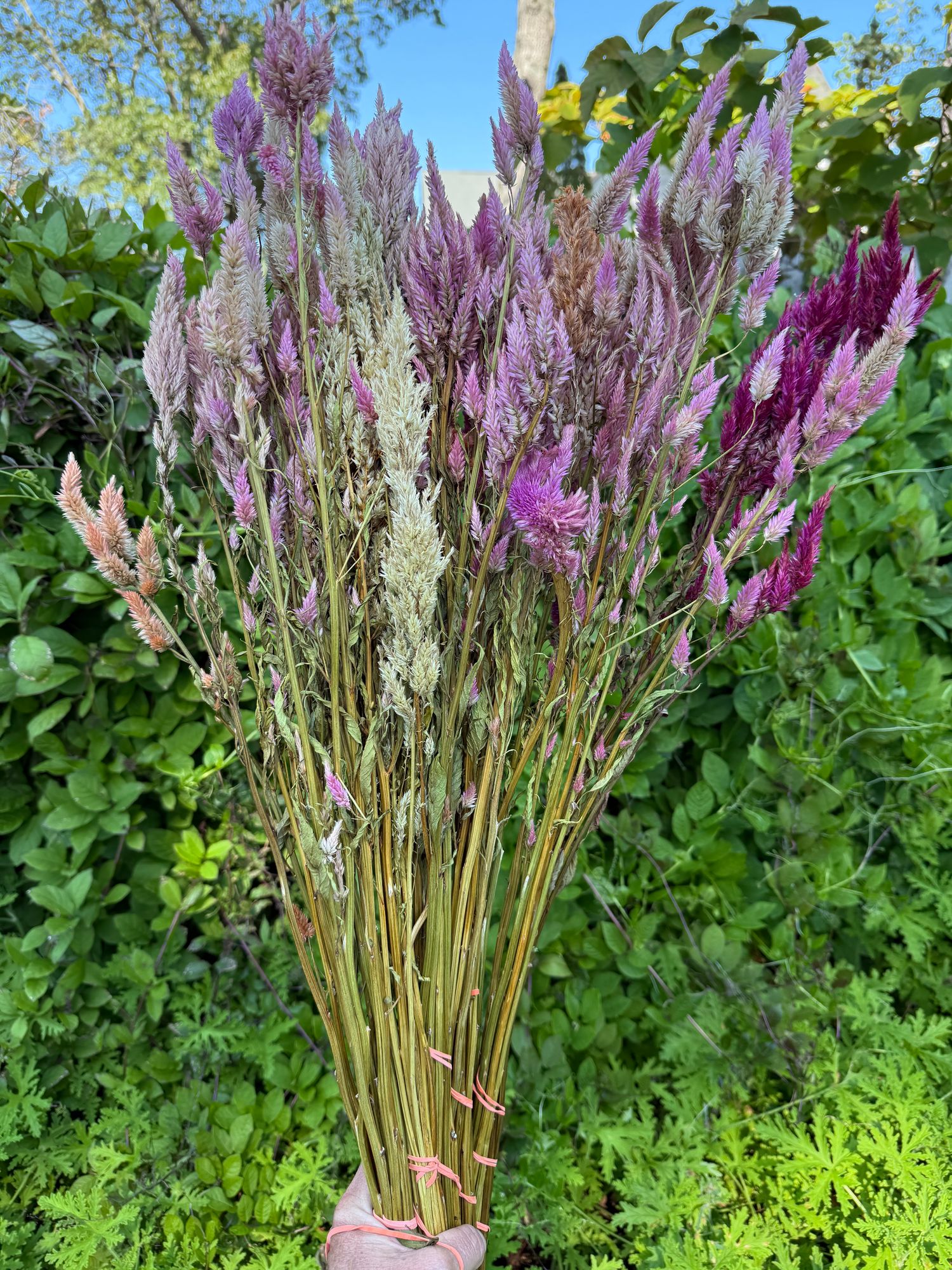 CELOSIA argentea