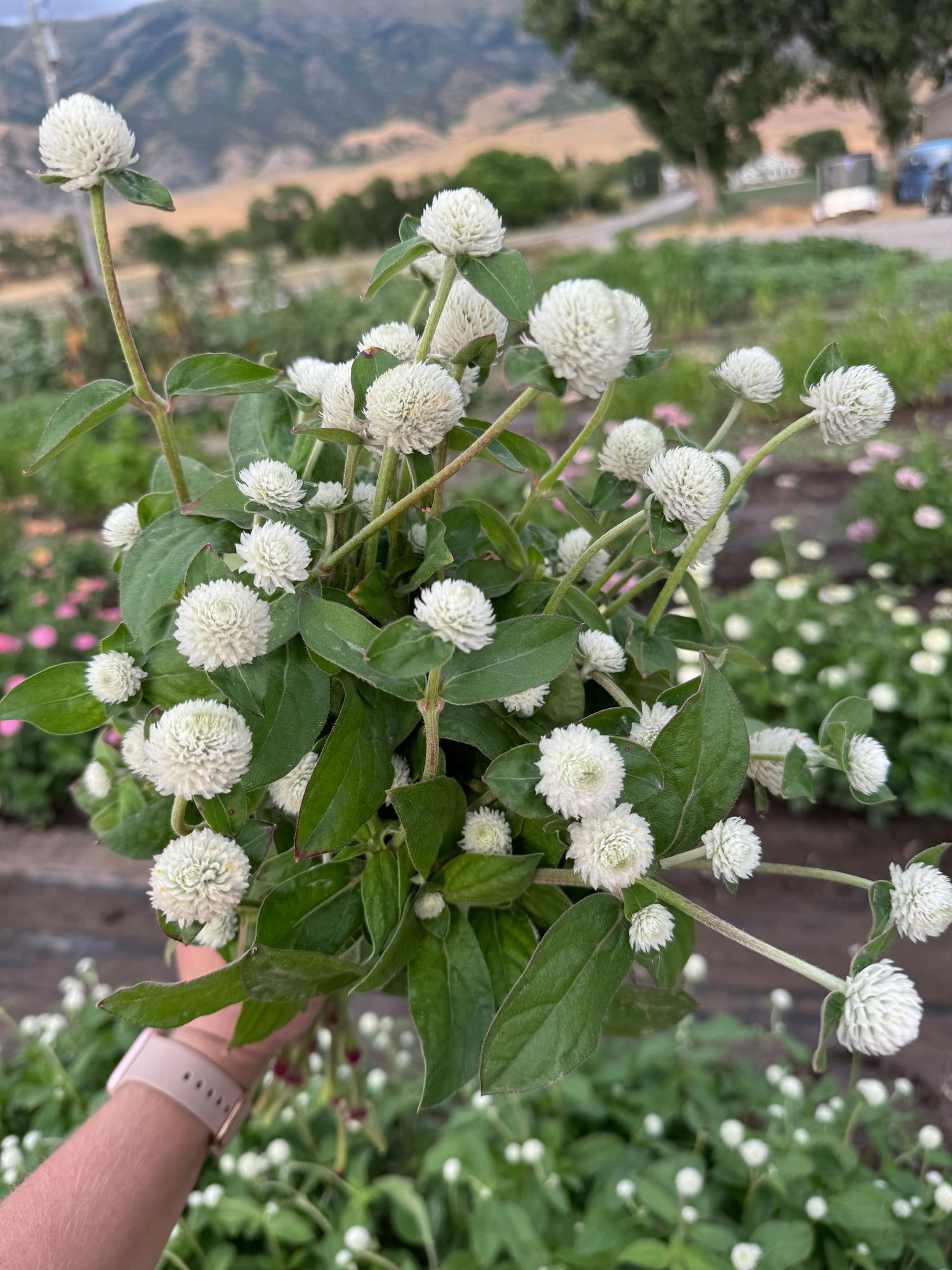 GOMPHRENA globosa Audray