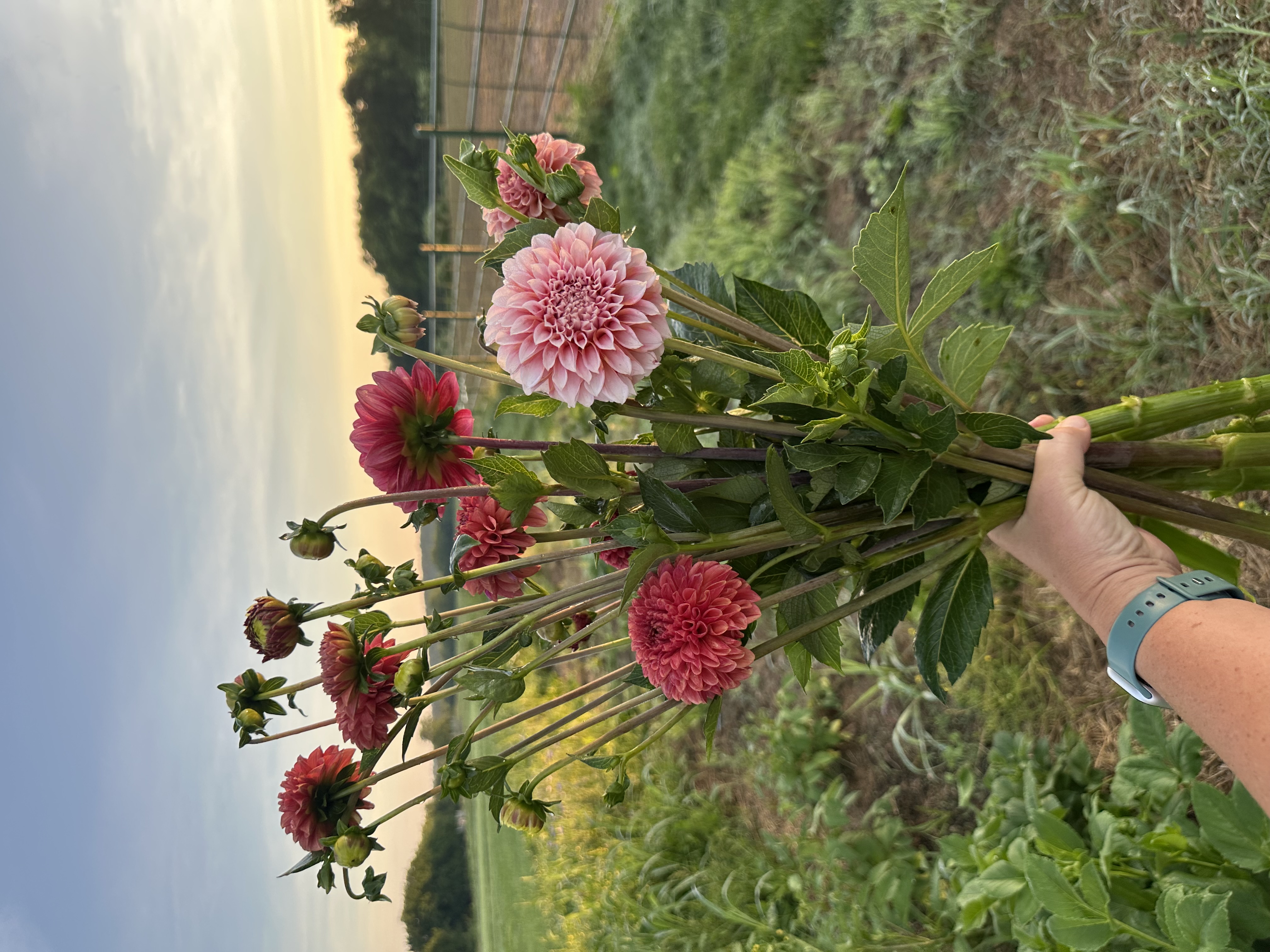 DAHLIA Decorative