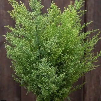 ARTEMISIA annua