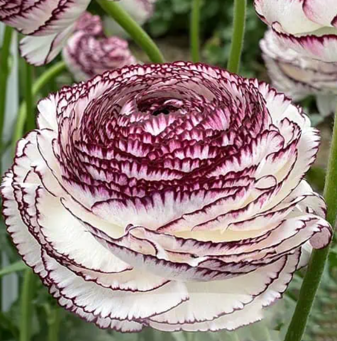 RANUNCULUS Elegance Bianco Striato
