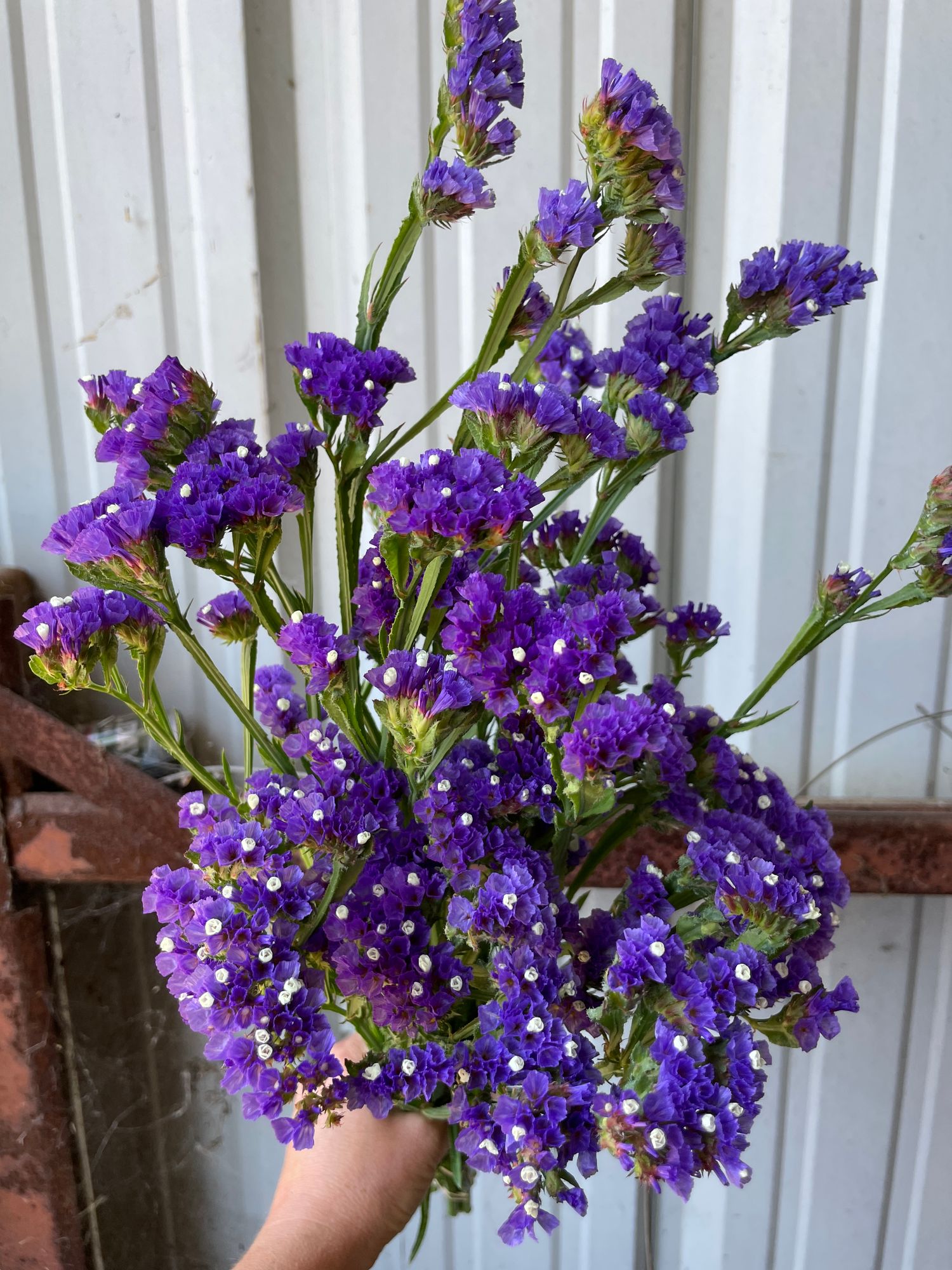 LIMONIUM sinuatum Seeker