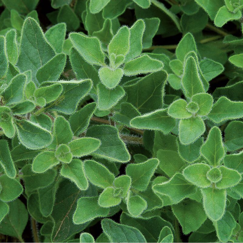 ORIGANUM vulgare ssp. hirtum