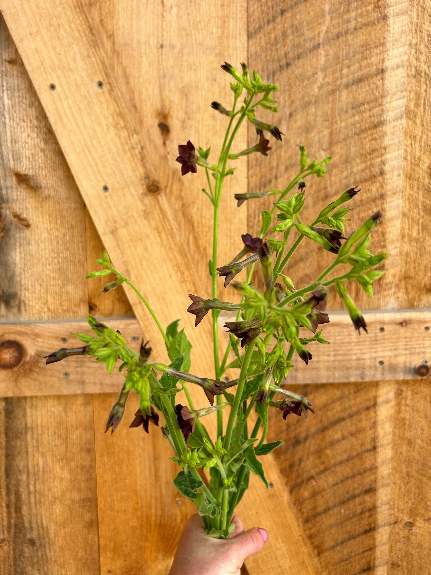 NICOTIANA langsdorffii Bronze Queen