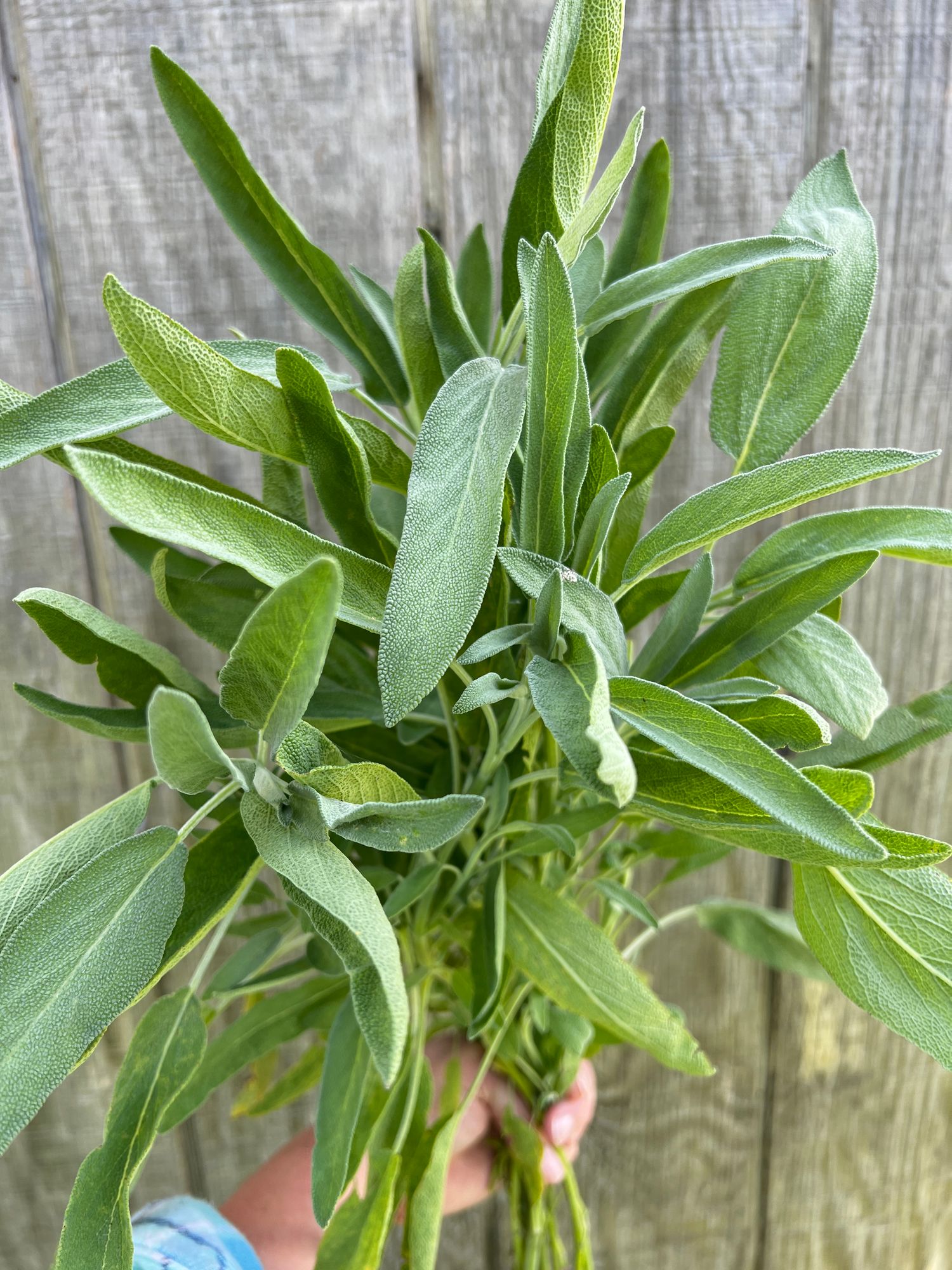 SALVIA officinalis