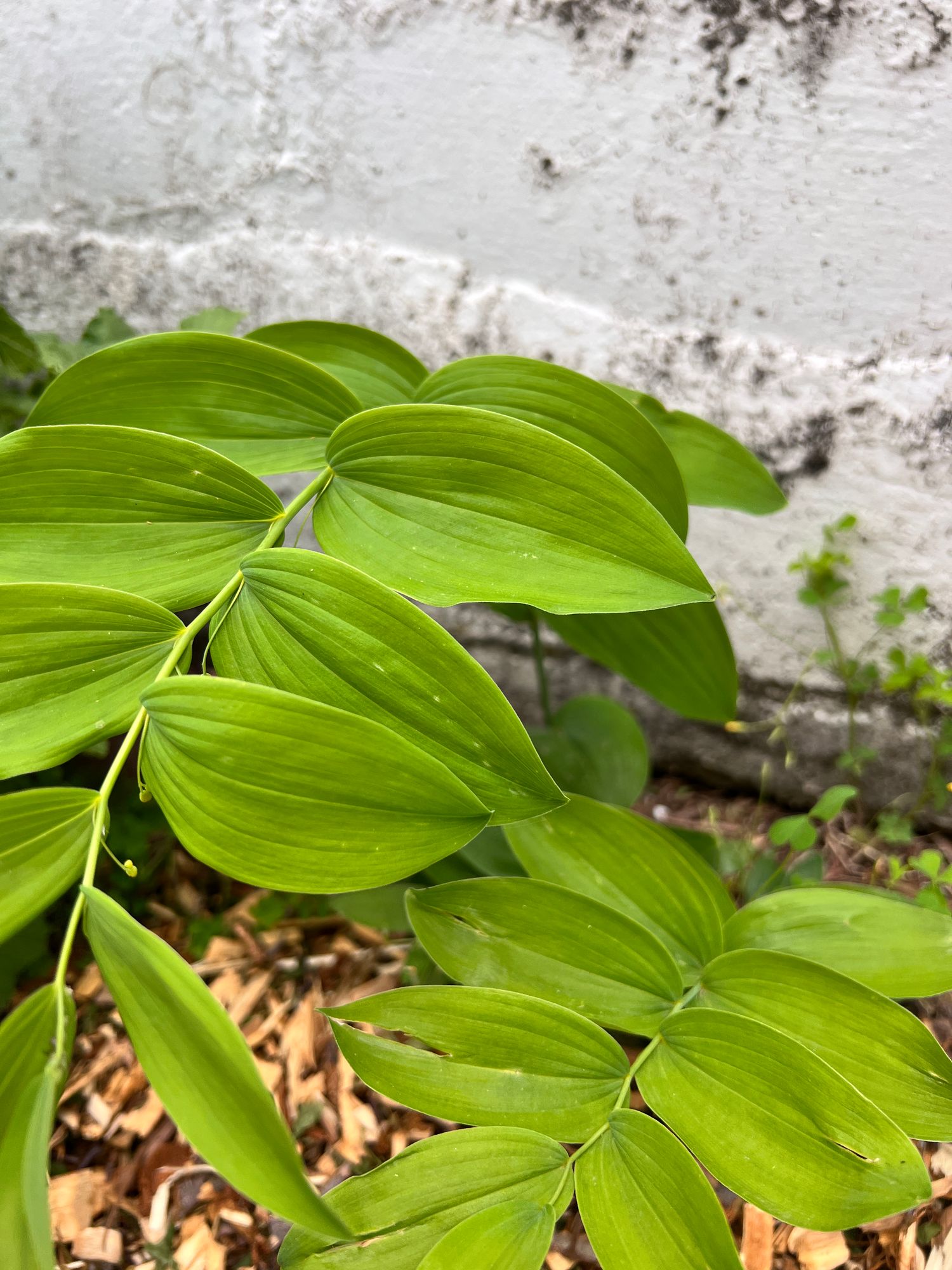 POLYGONATUM multiflorum