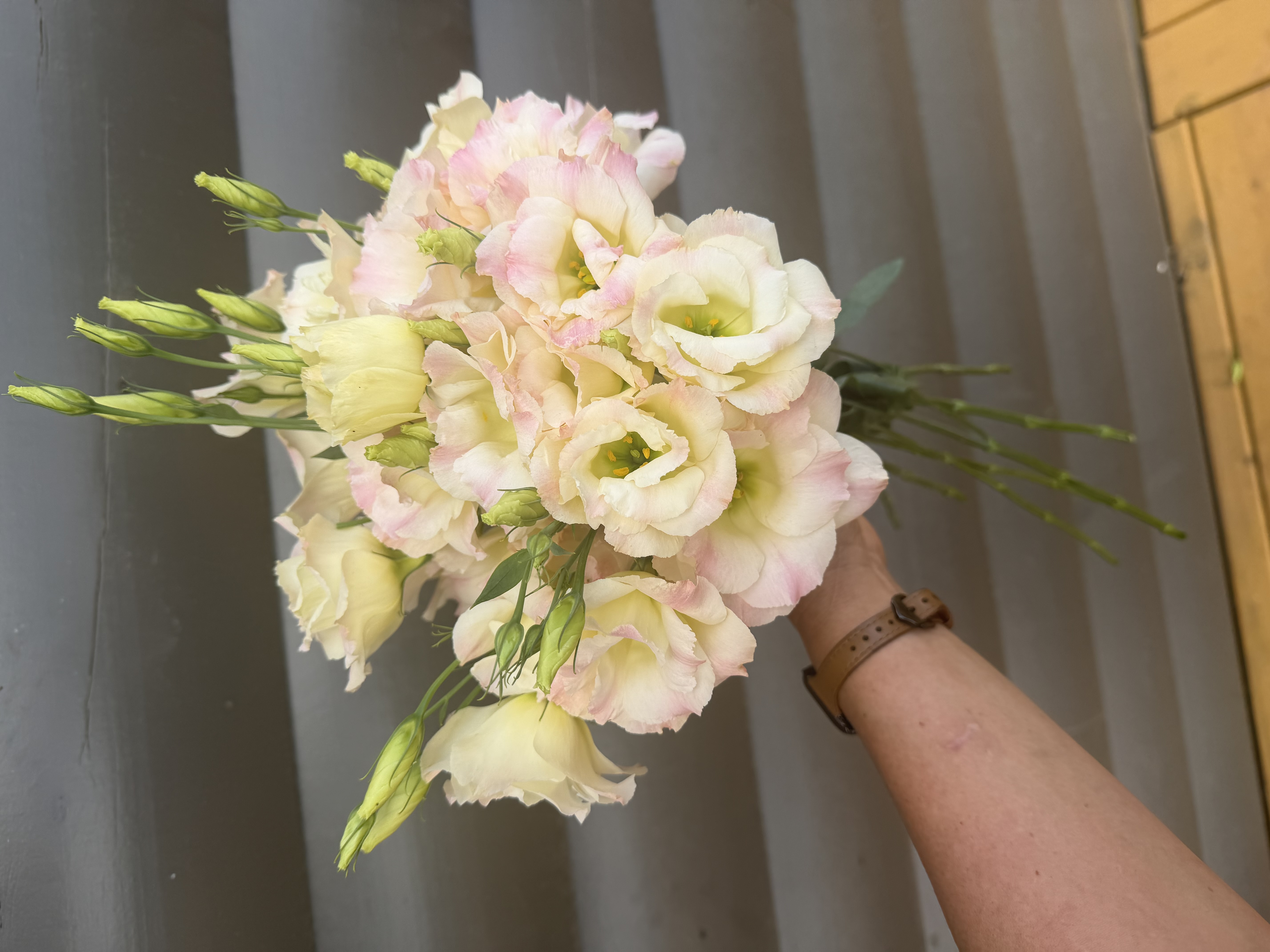 EUSTOMA grandiflorum Super Magic Champagne