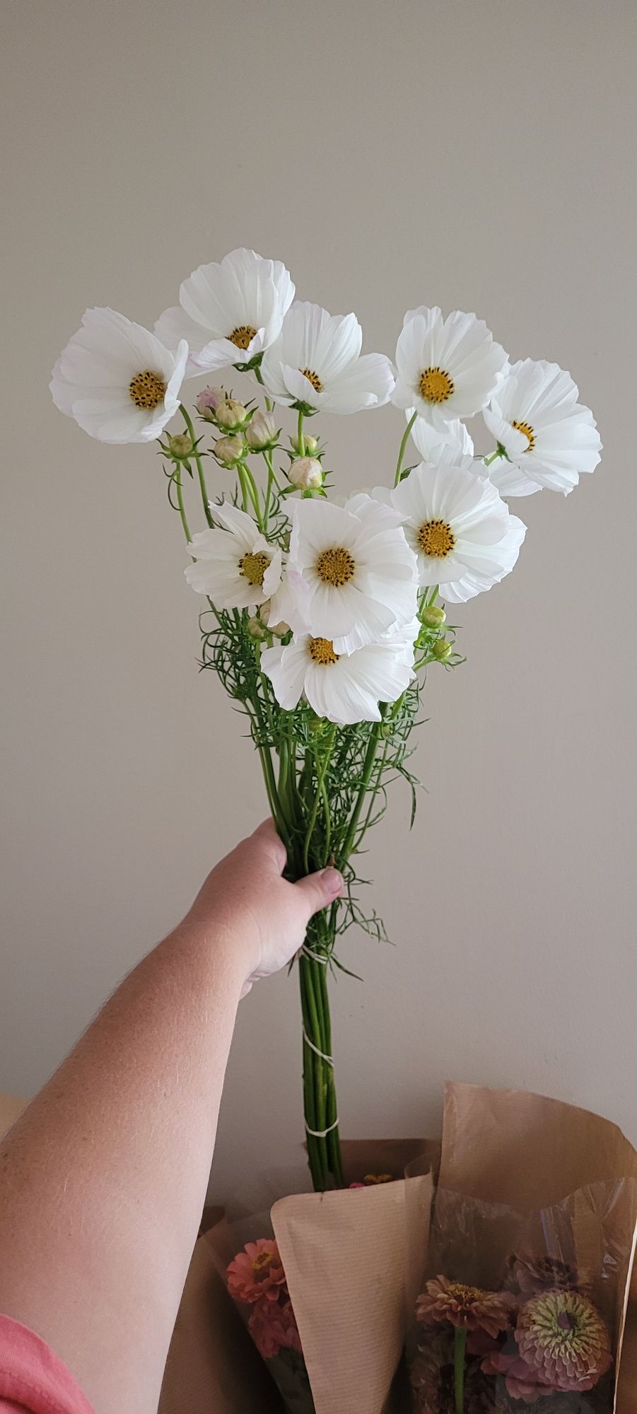 COSMOS bipinnatus Afternoon White