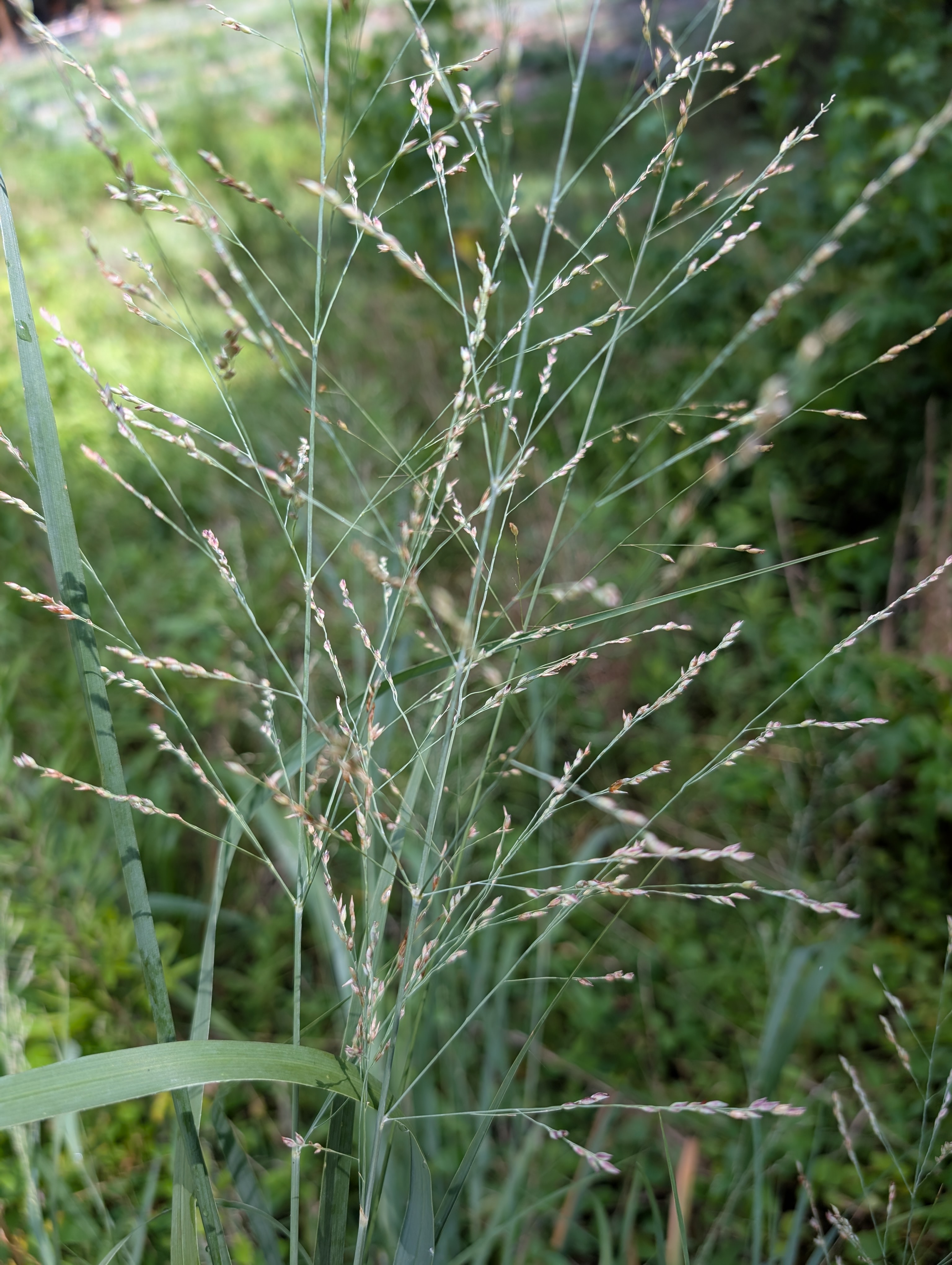 PANICUM virgatum Blue Giants