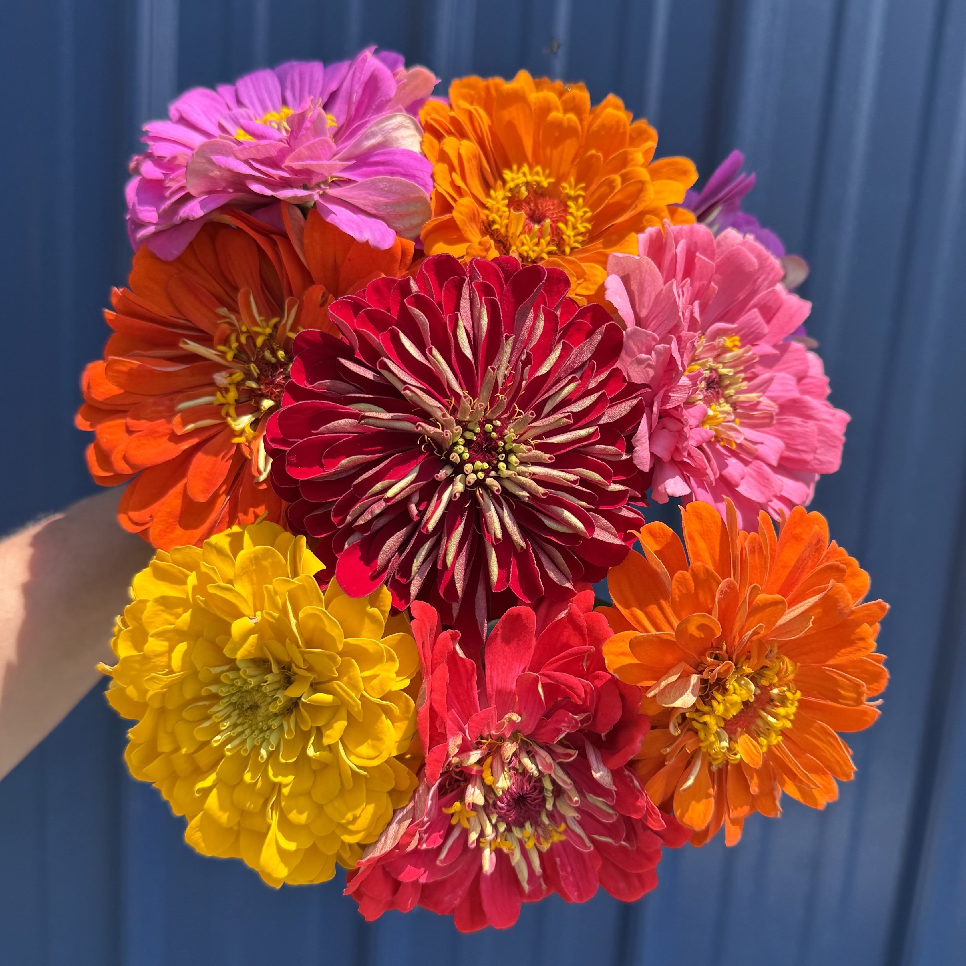 ZINNIA elegans Benary's Giant
