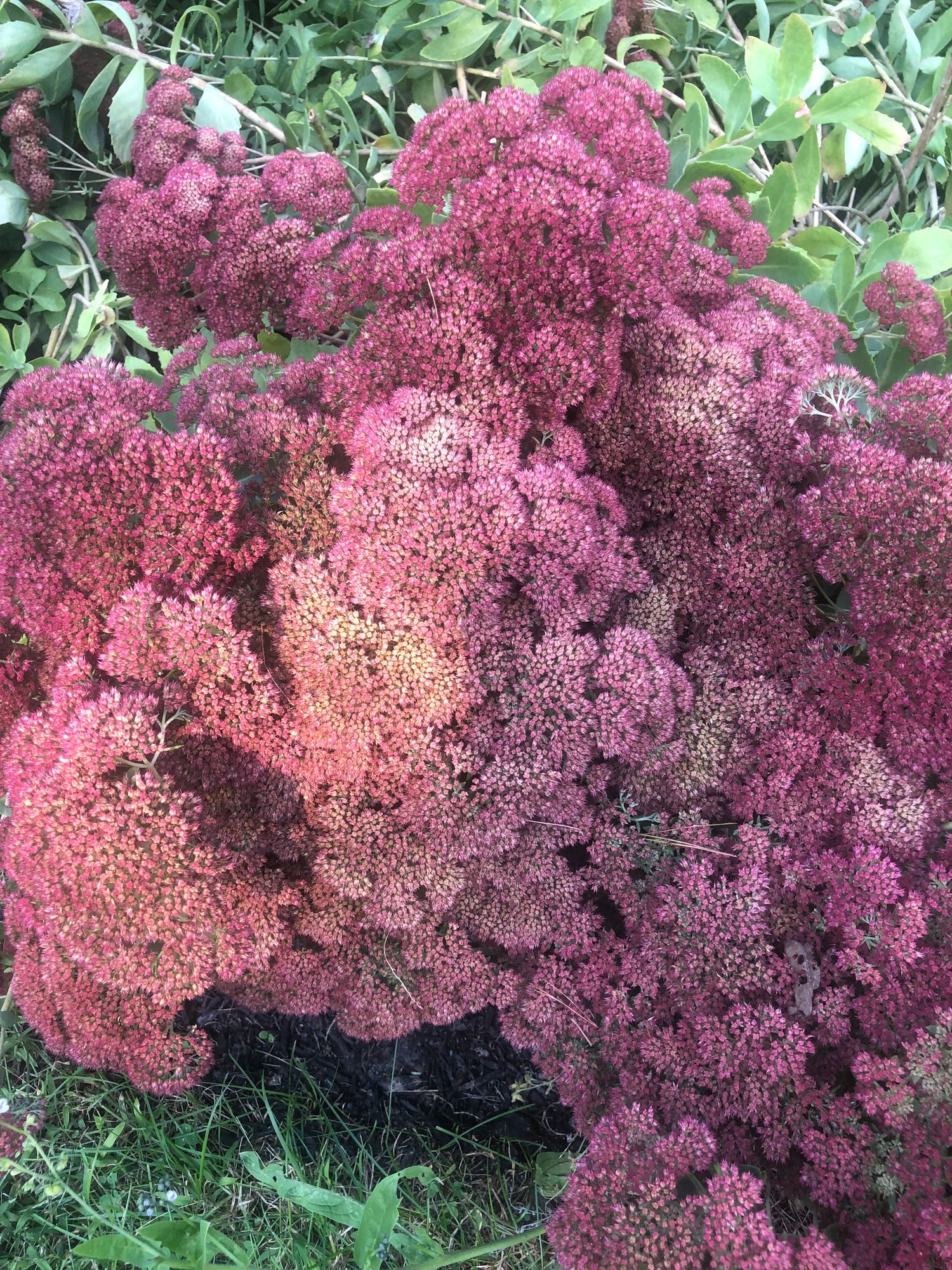 HYLOTELEPHIUM spectabile Autumn Joy