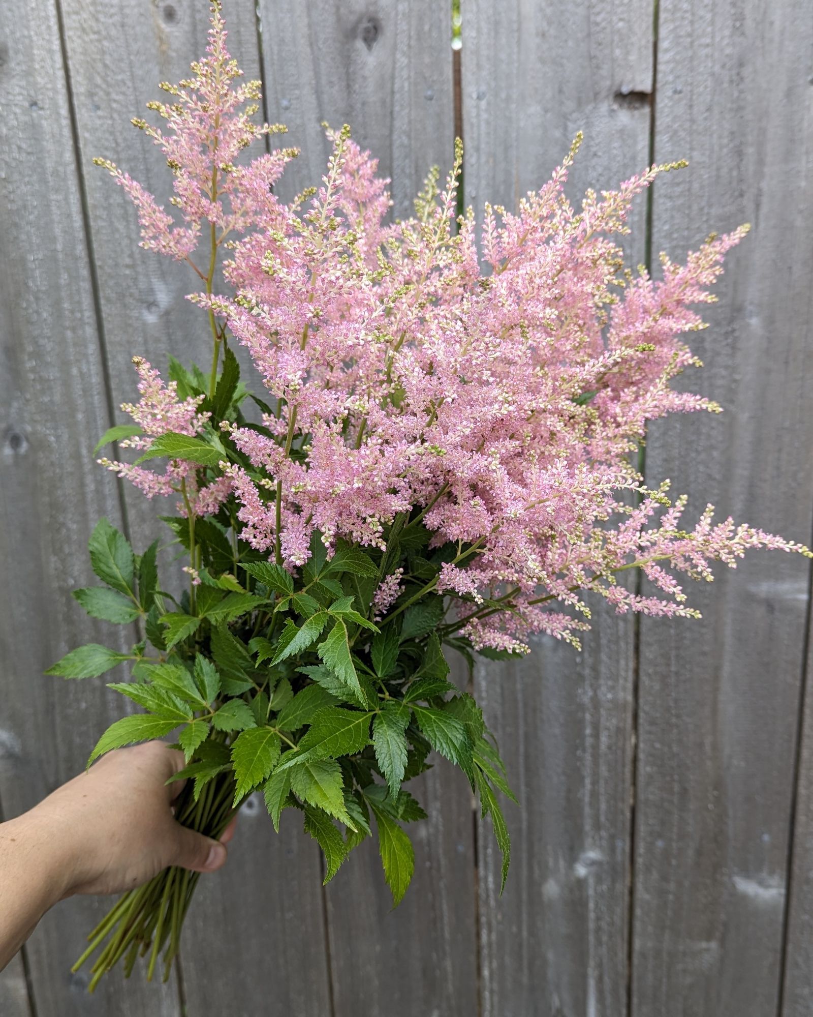 ASTILBE x rosea Peach Blossom